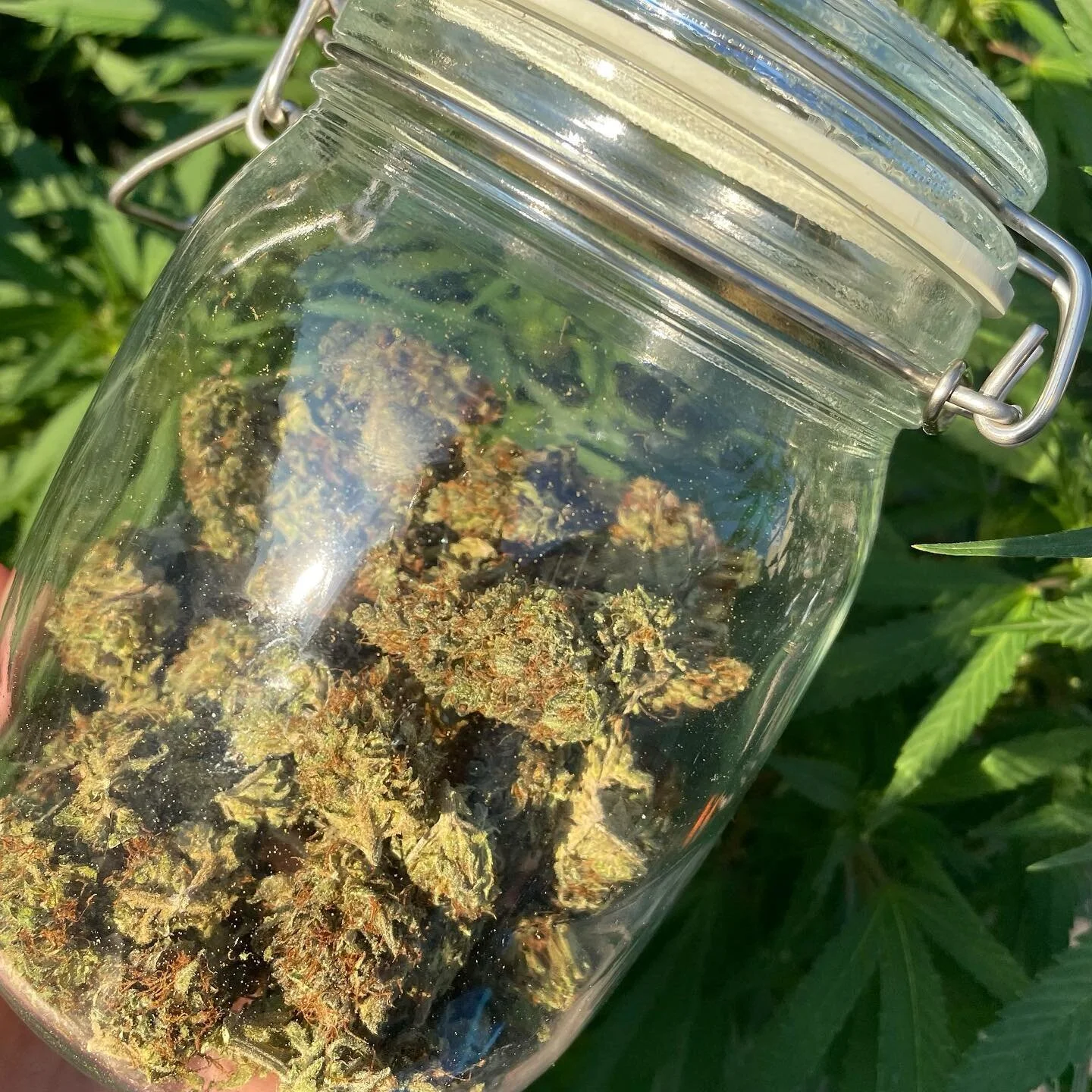 Northern Lights AF #homegrown #dontpanicitsorganic #cannawellness