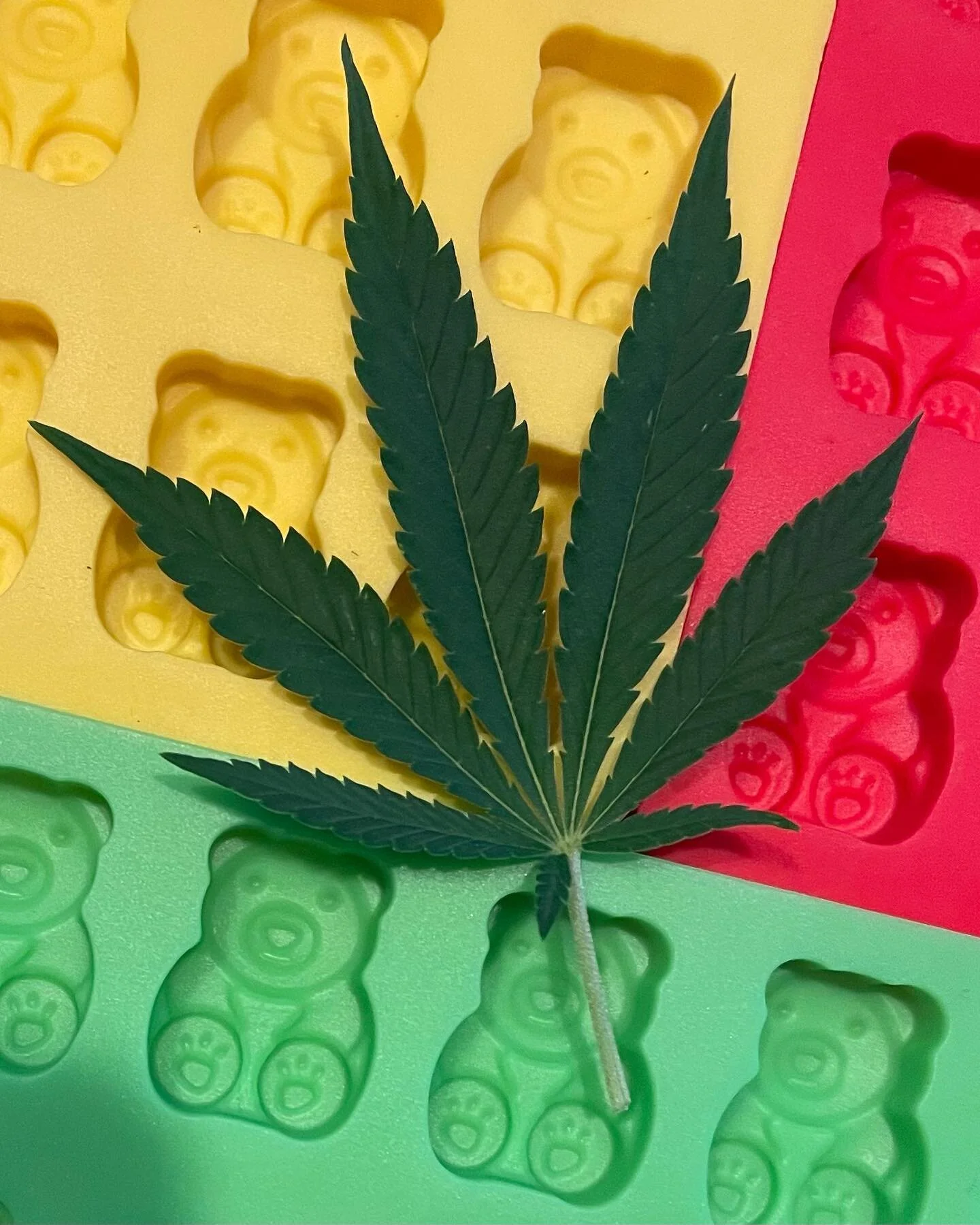 It be BABY BEAR time! Chocolate mixes with homegrown KIEF. 17mg each. Our go-to for sleepy time. I’ve got my 82-year old Mom using these (half) and she’s finally seeing results after every other option failed. Go Mom! Wellness grows at ho