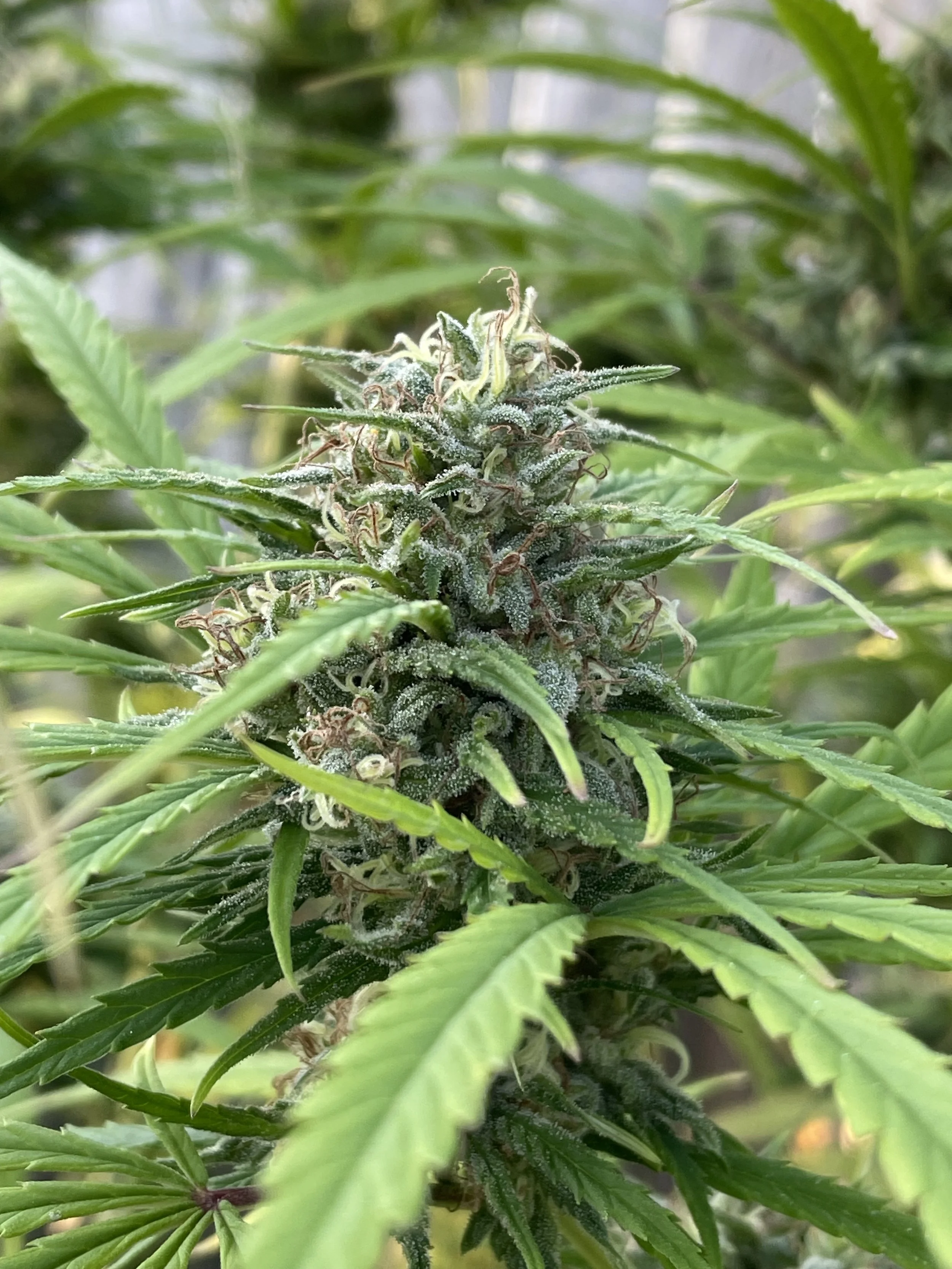 Maui Wowie getting ripe