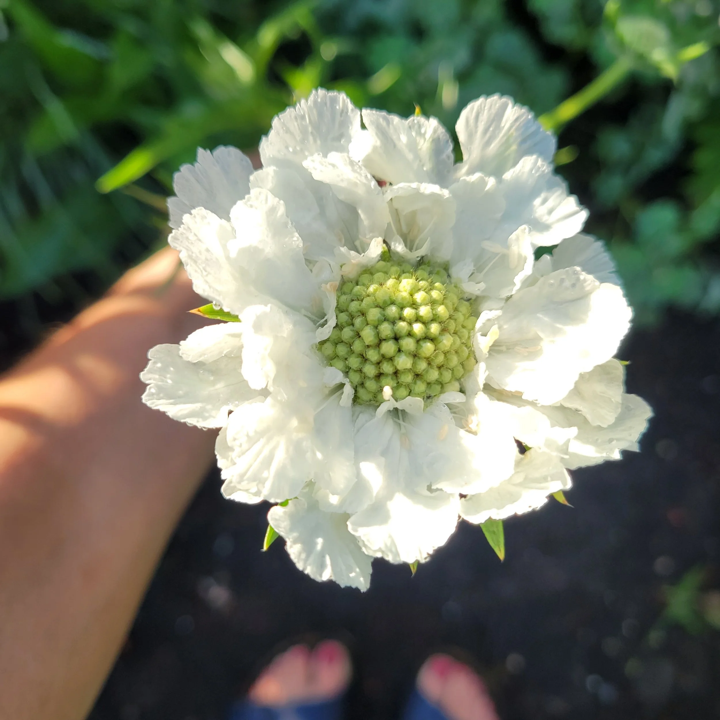 The Unfolding Garden Box