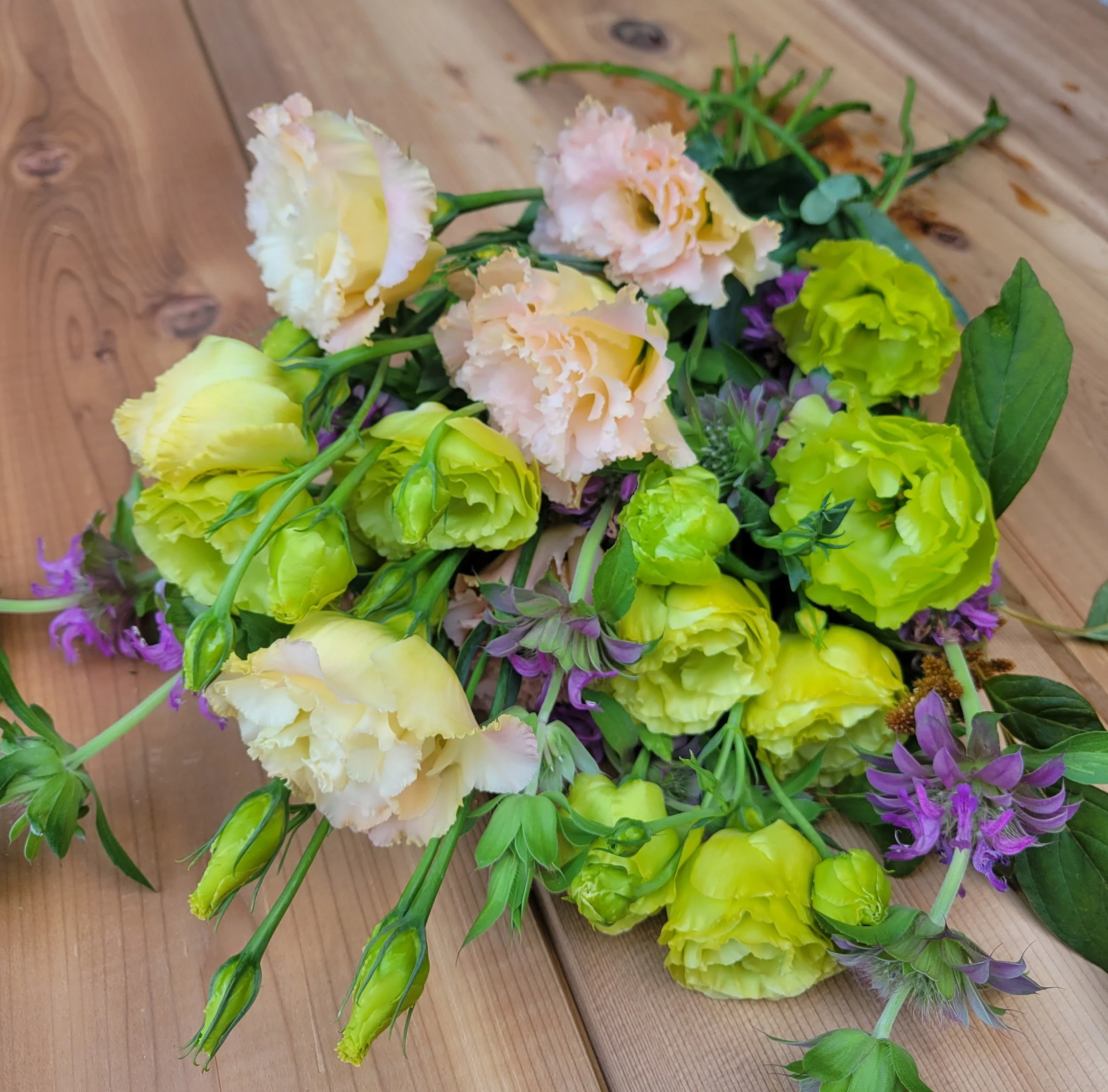 Growing Lisianthus in the Pacific Northwest: From Plug to Summer Bloom