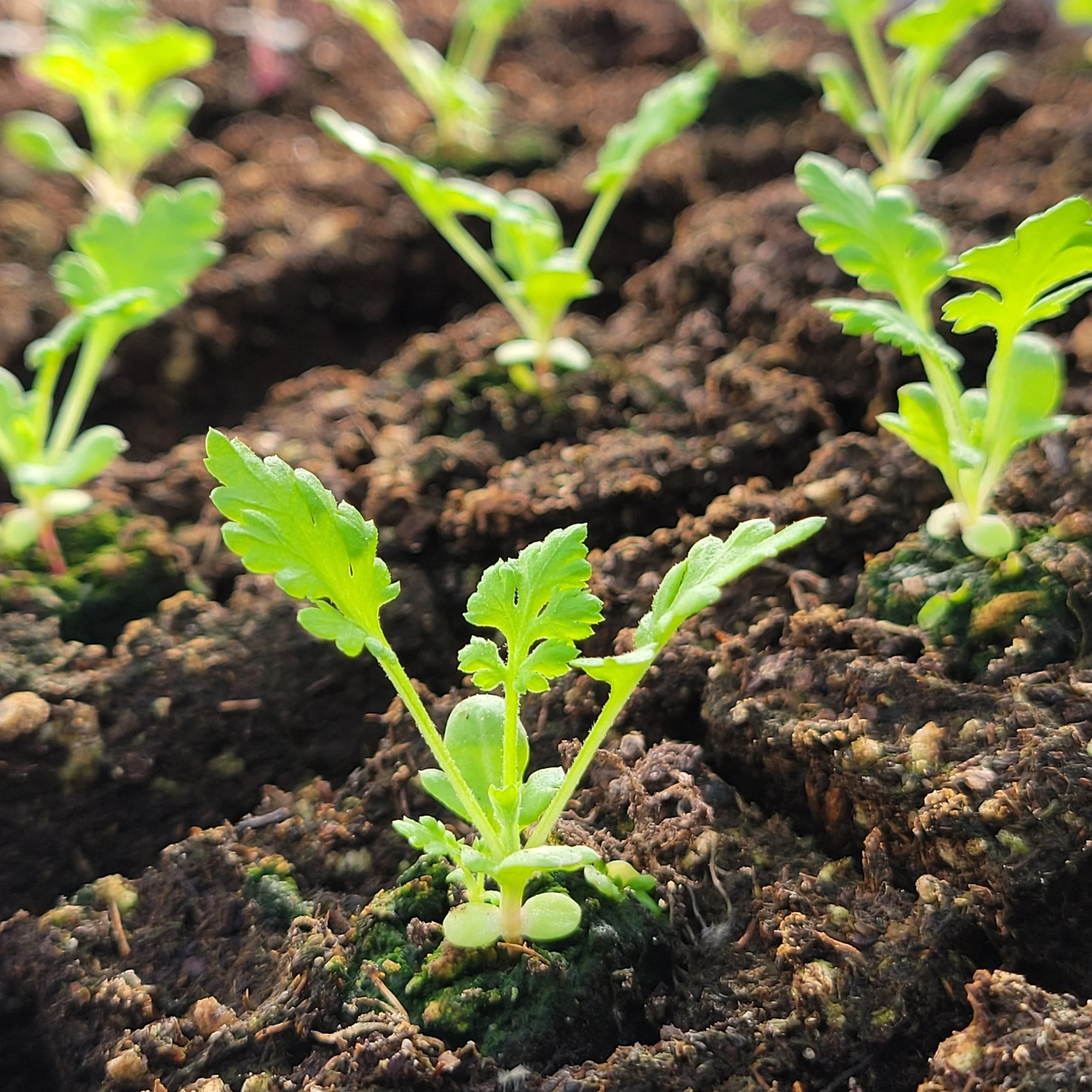 Why Some Plants Start Small: Plugs, Starts, and Soil Blocks