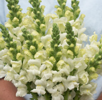 Screenshot 2024-07-09 200040.png