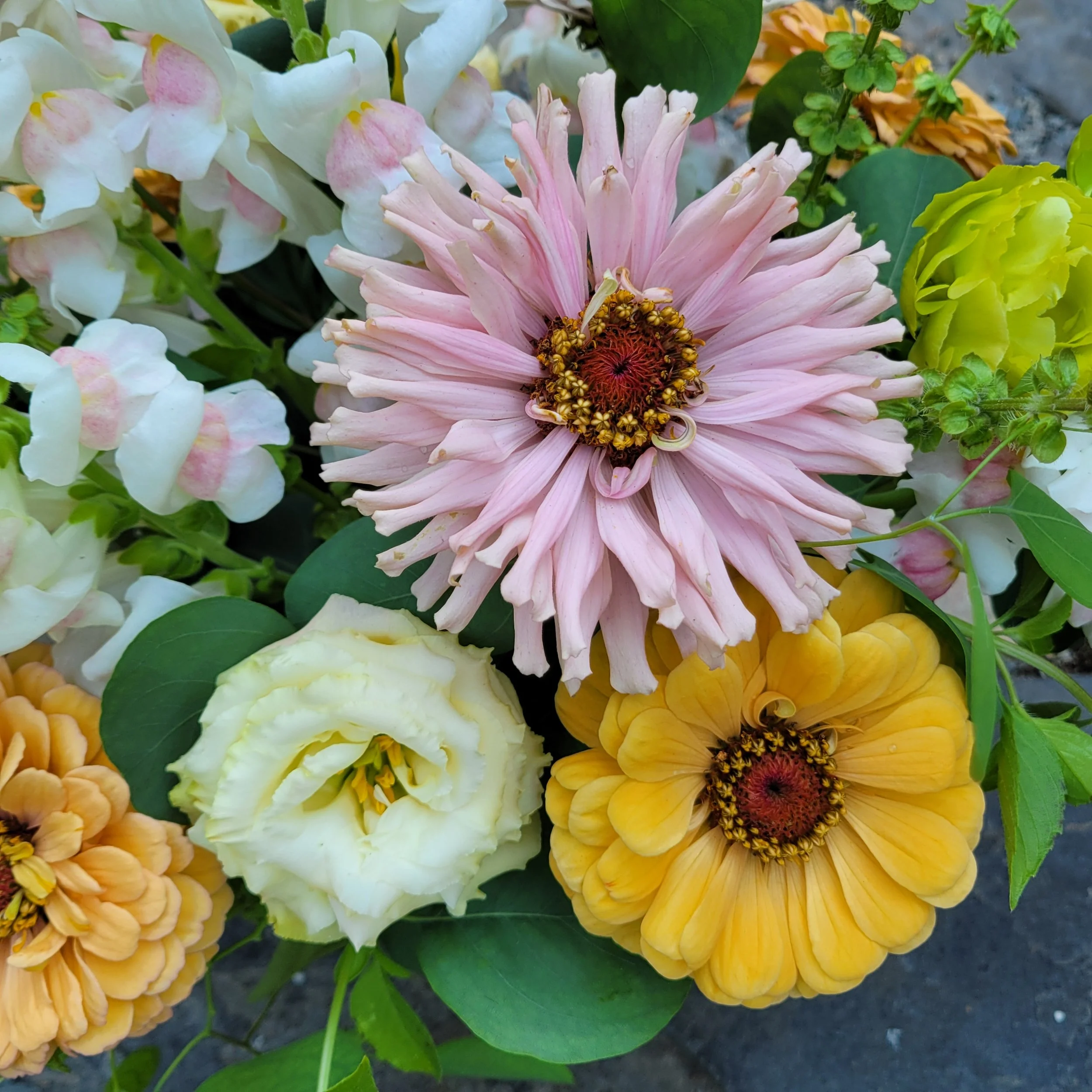 Pastel cactus and giant zinnias