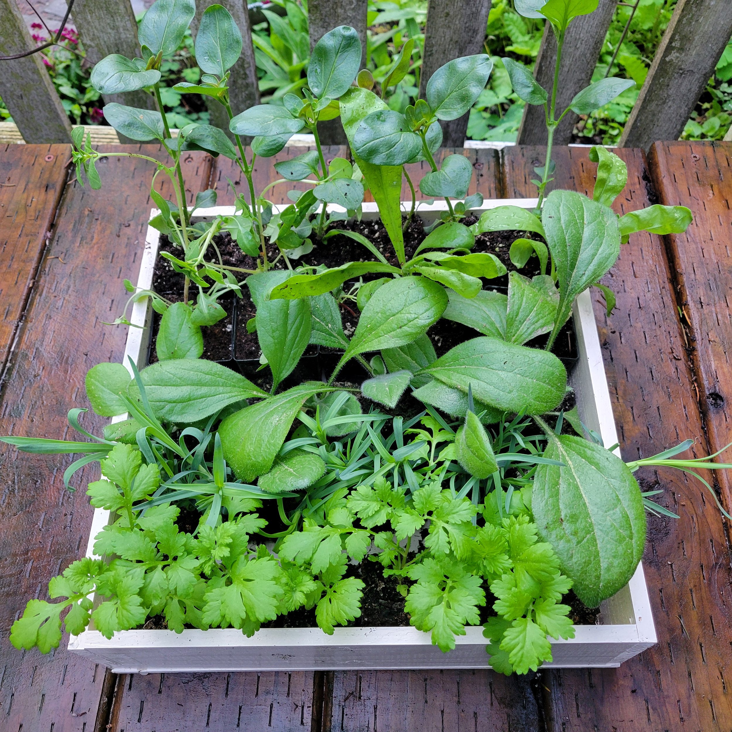 BloomBox.jpg