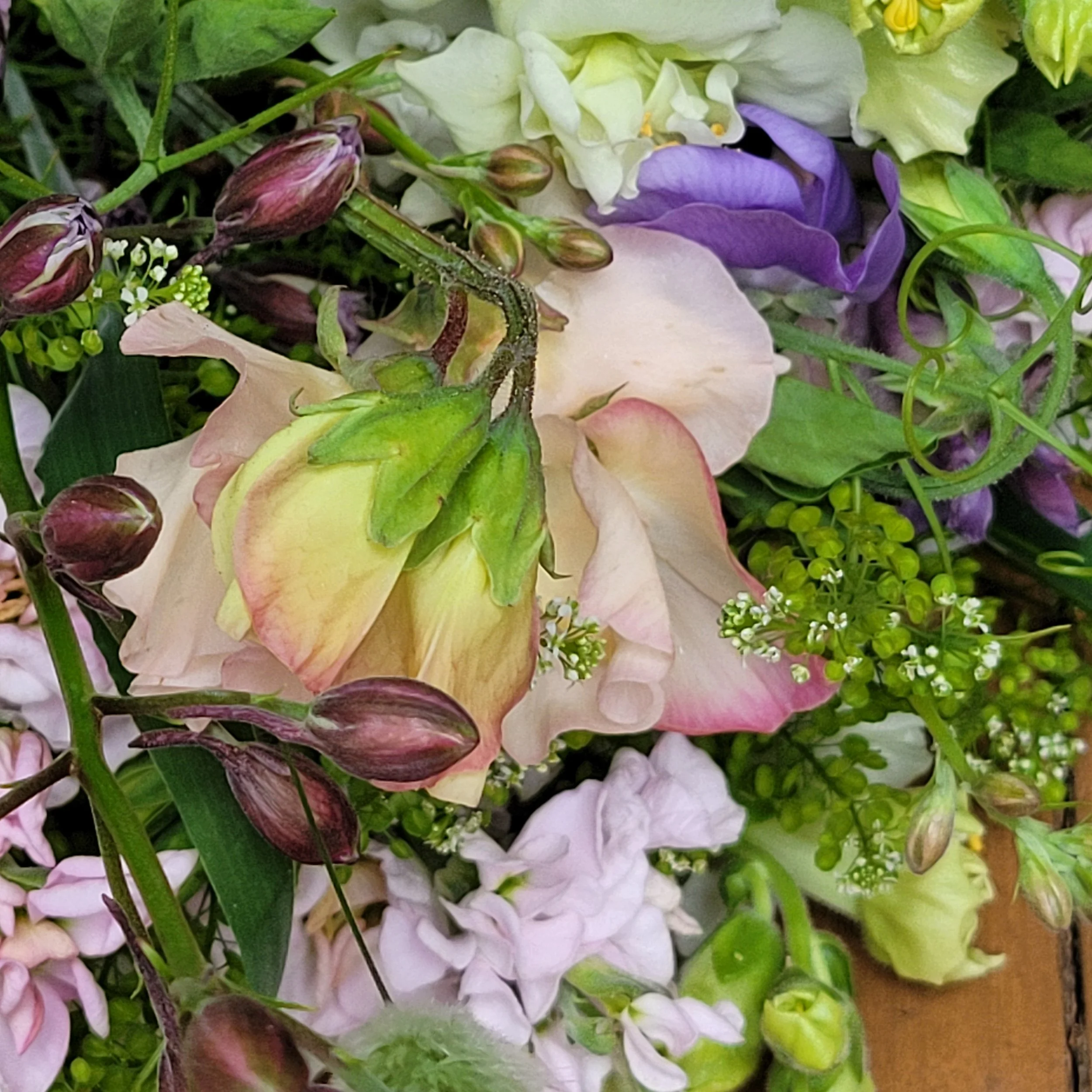 A Month of Sweet Peas