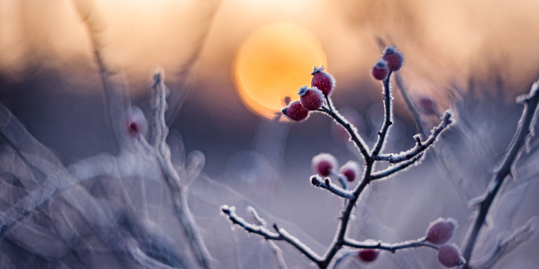 2026 - website (1).png