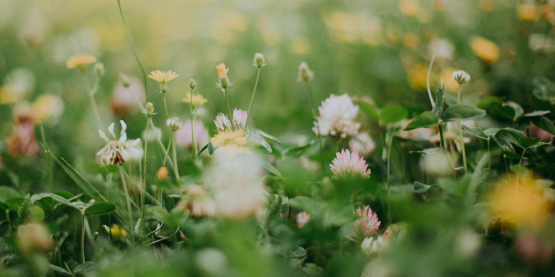 2026 - website (2).png