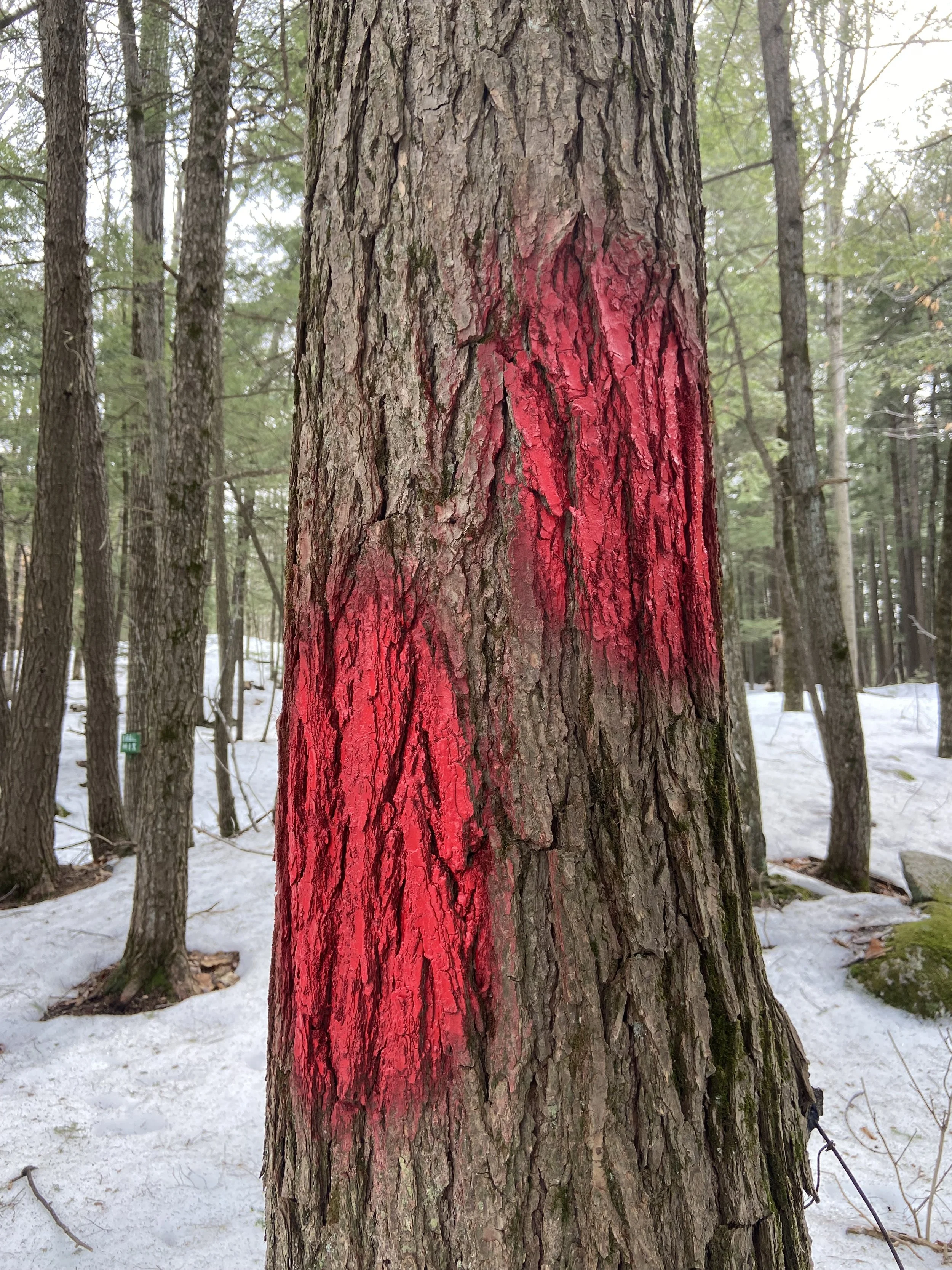 Angle blazes showing the boundary line does not quite go through the center of the tree.
