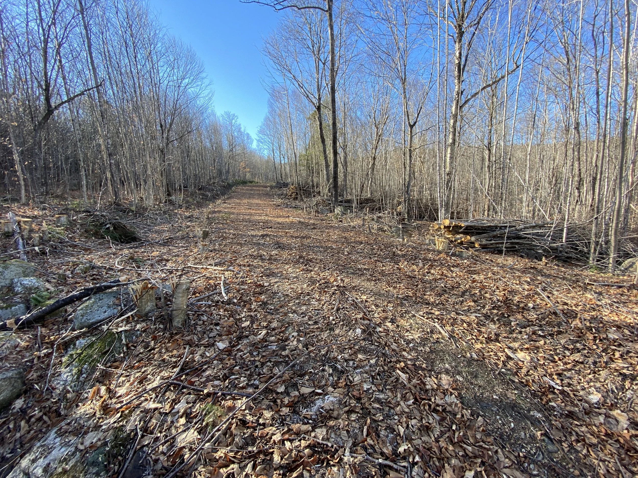 Overgrown Roadway Harvested
