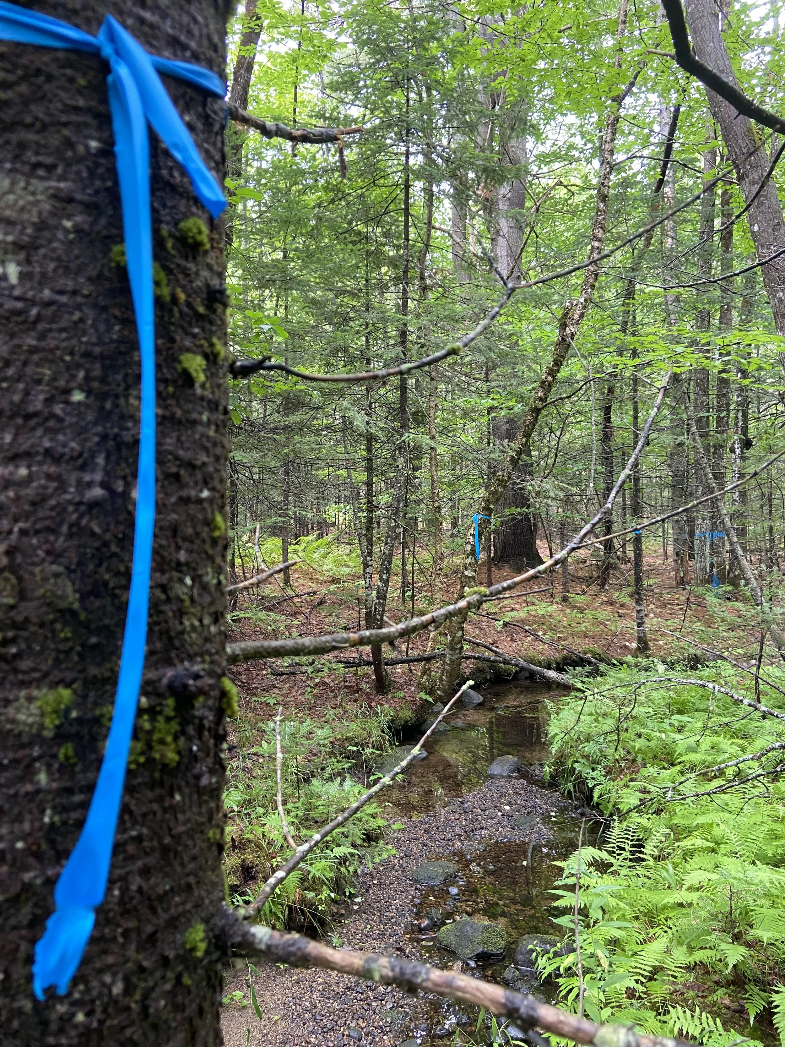 Brook Zones Flagged (Single Blue Centerline)