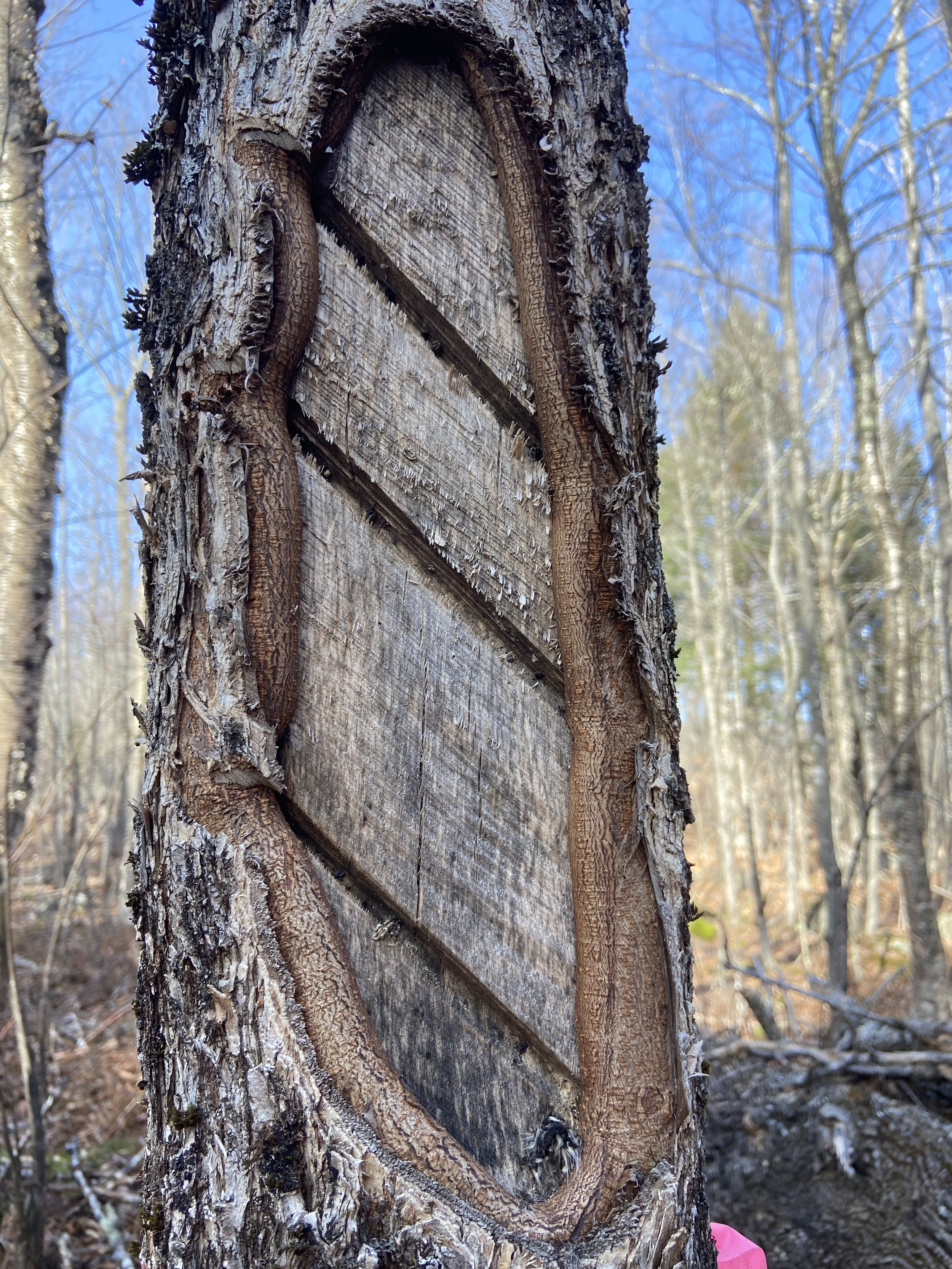 Immense tree growth can be observed on this white ash.