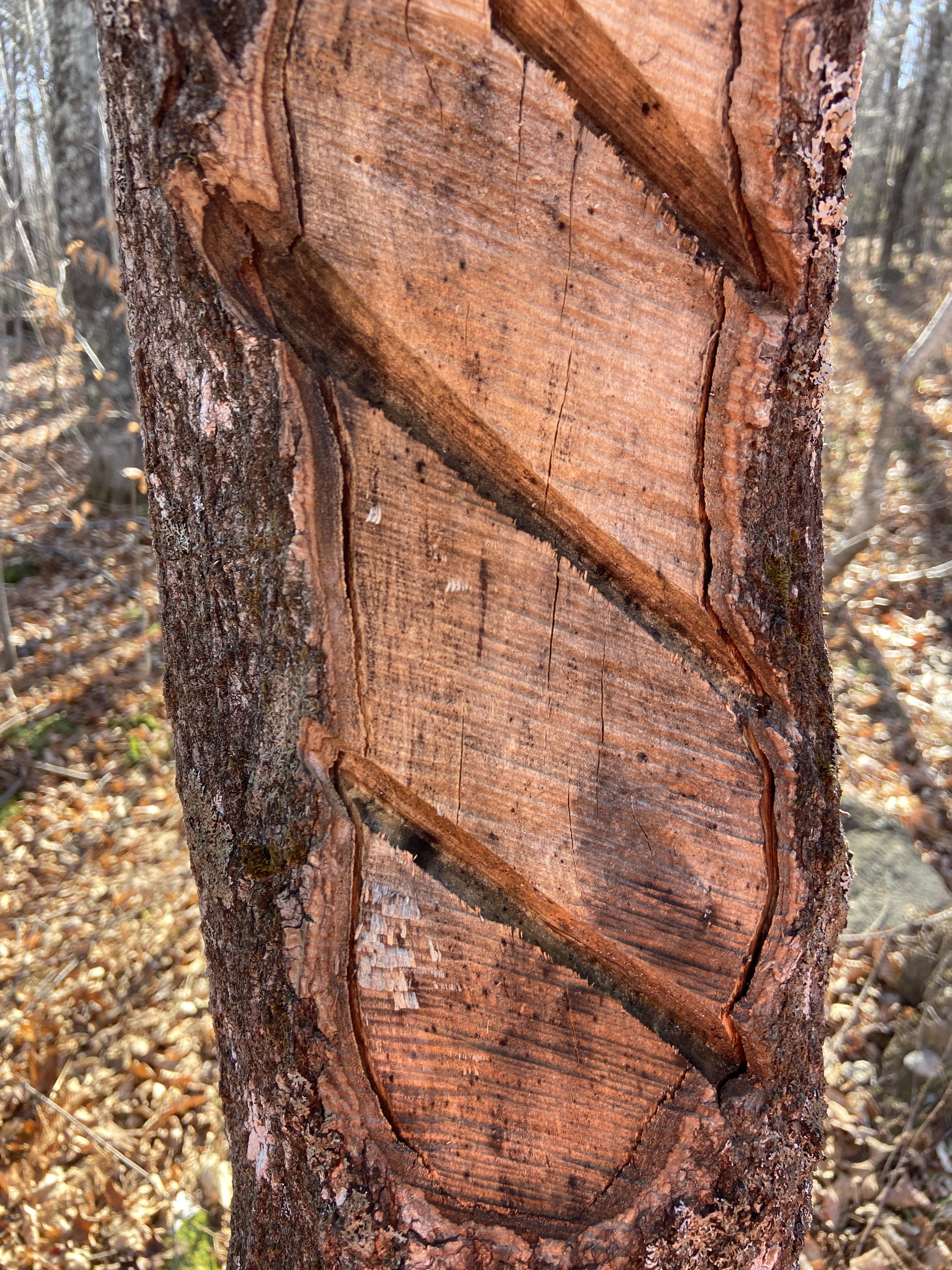 Maple tree growth after one growing season. The growth is not as rapid as beech or white ash.