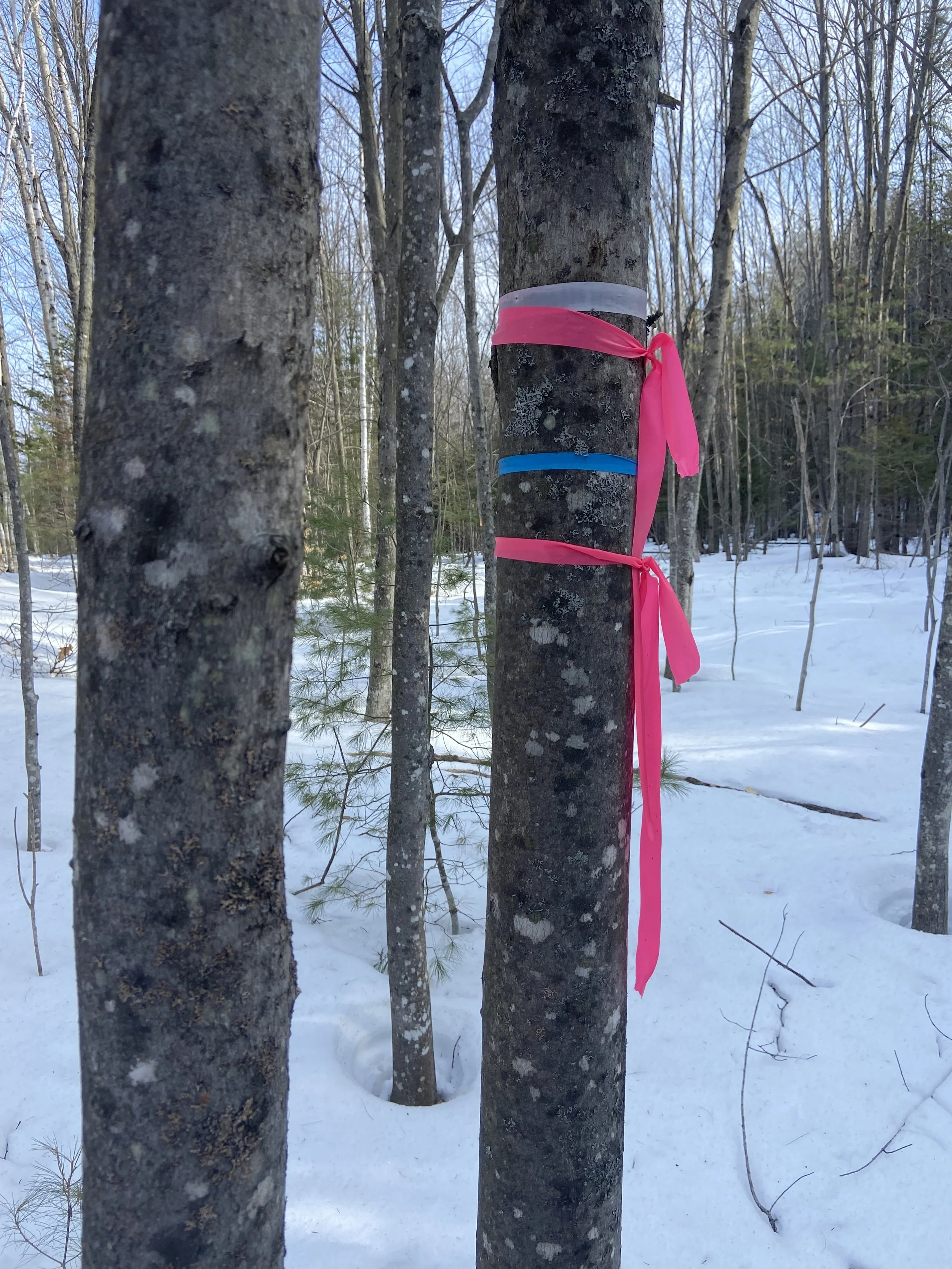 Layout flagged and....