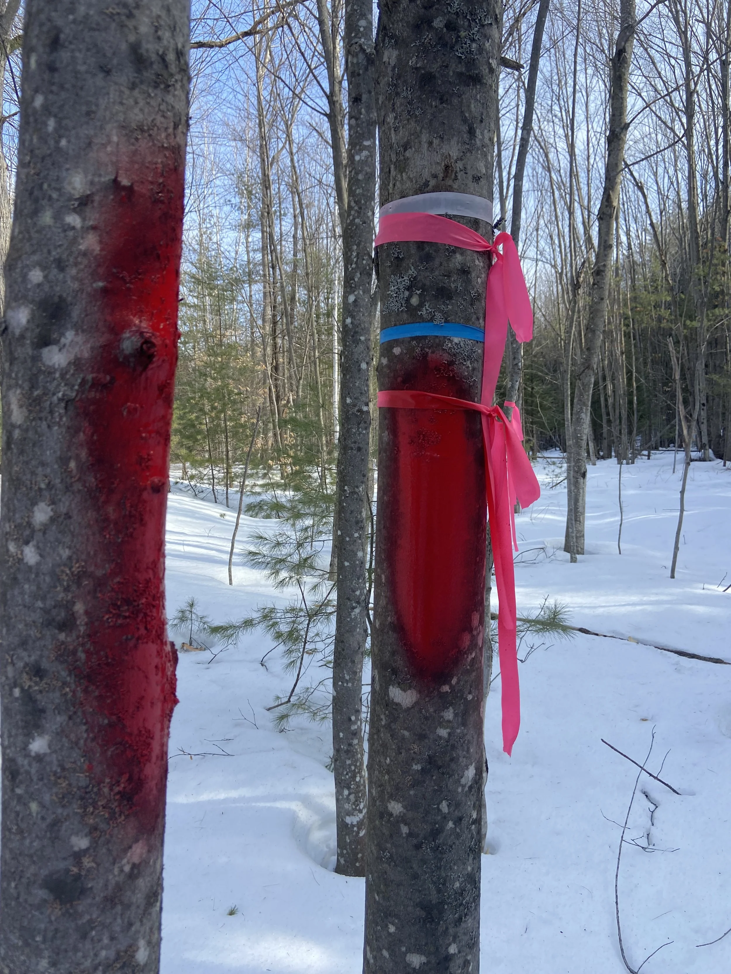 ...painted (first coat).