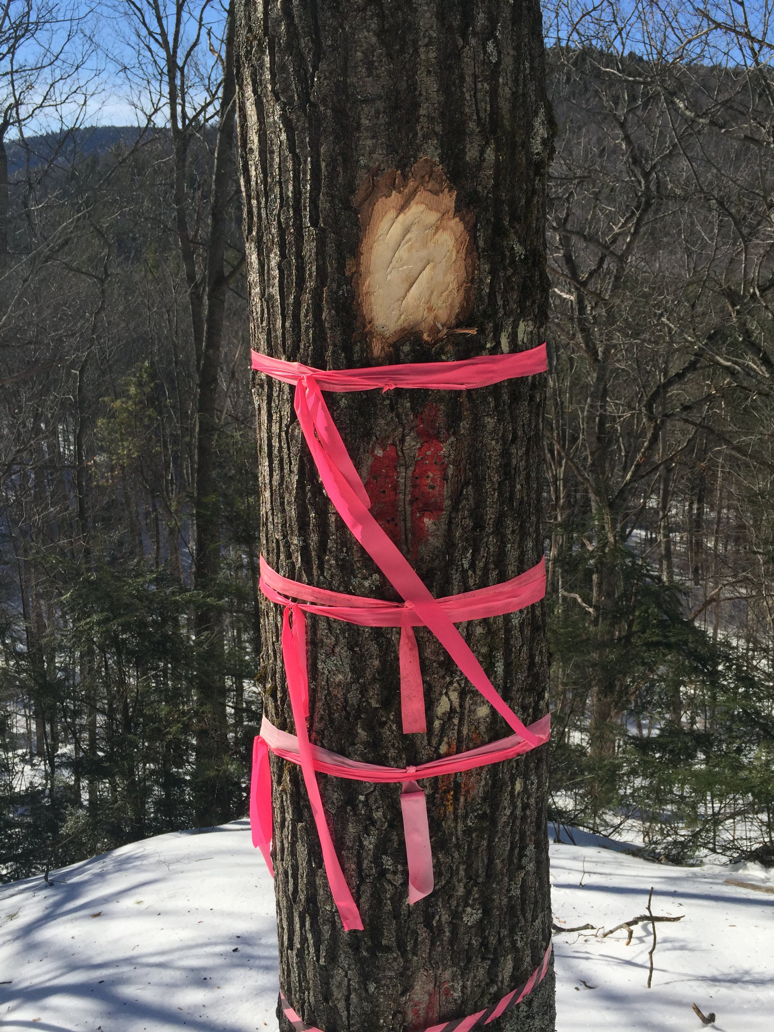 Blazed with three man-made hashes within the blaze above old boundary line evidence.