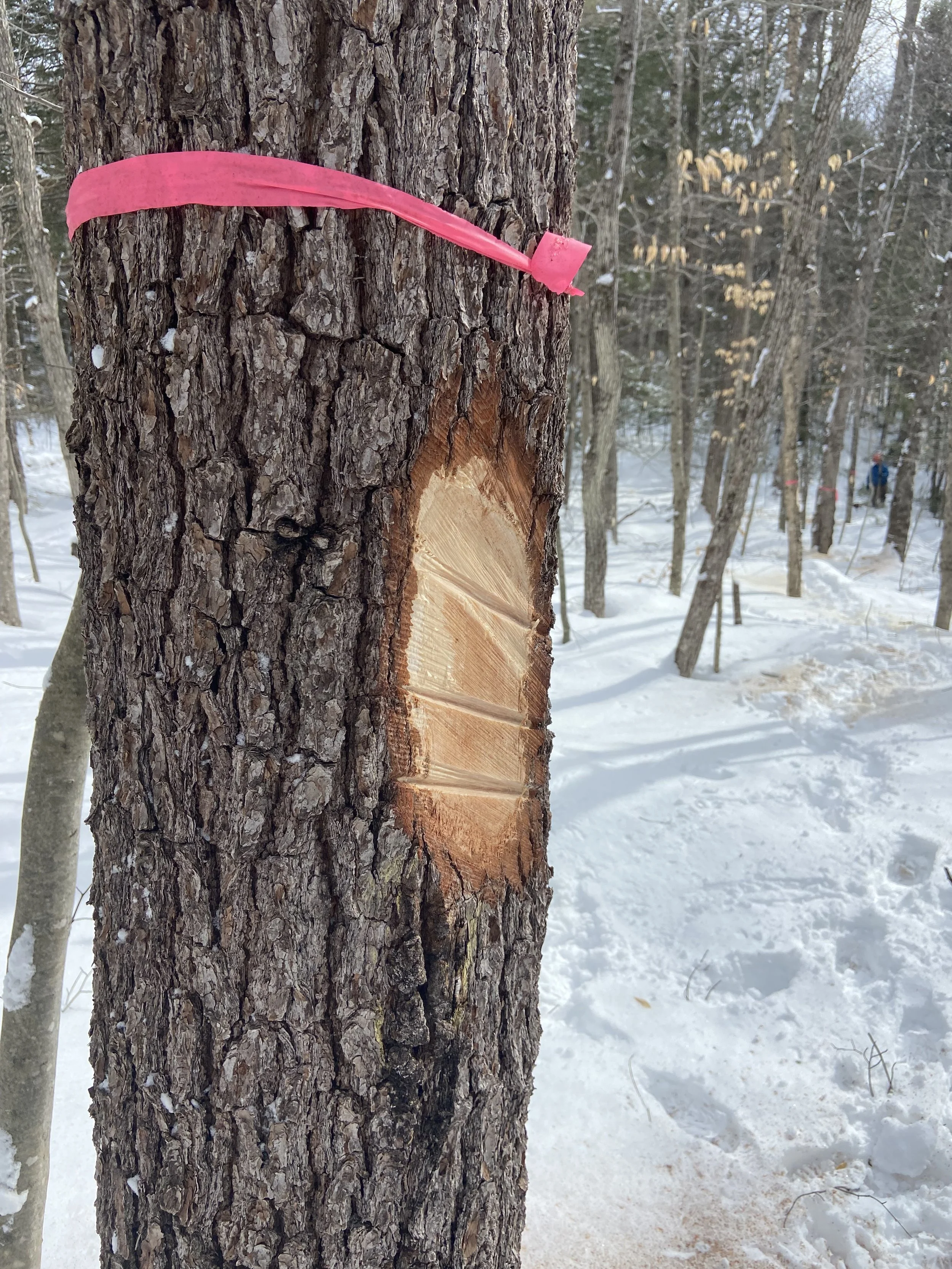 Blaze (Removing Bark Down to Wood)