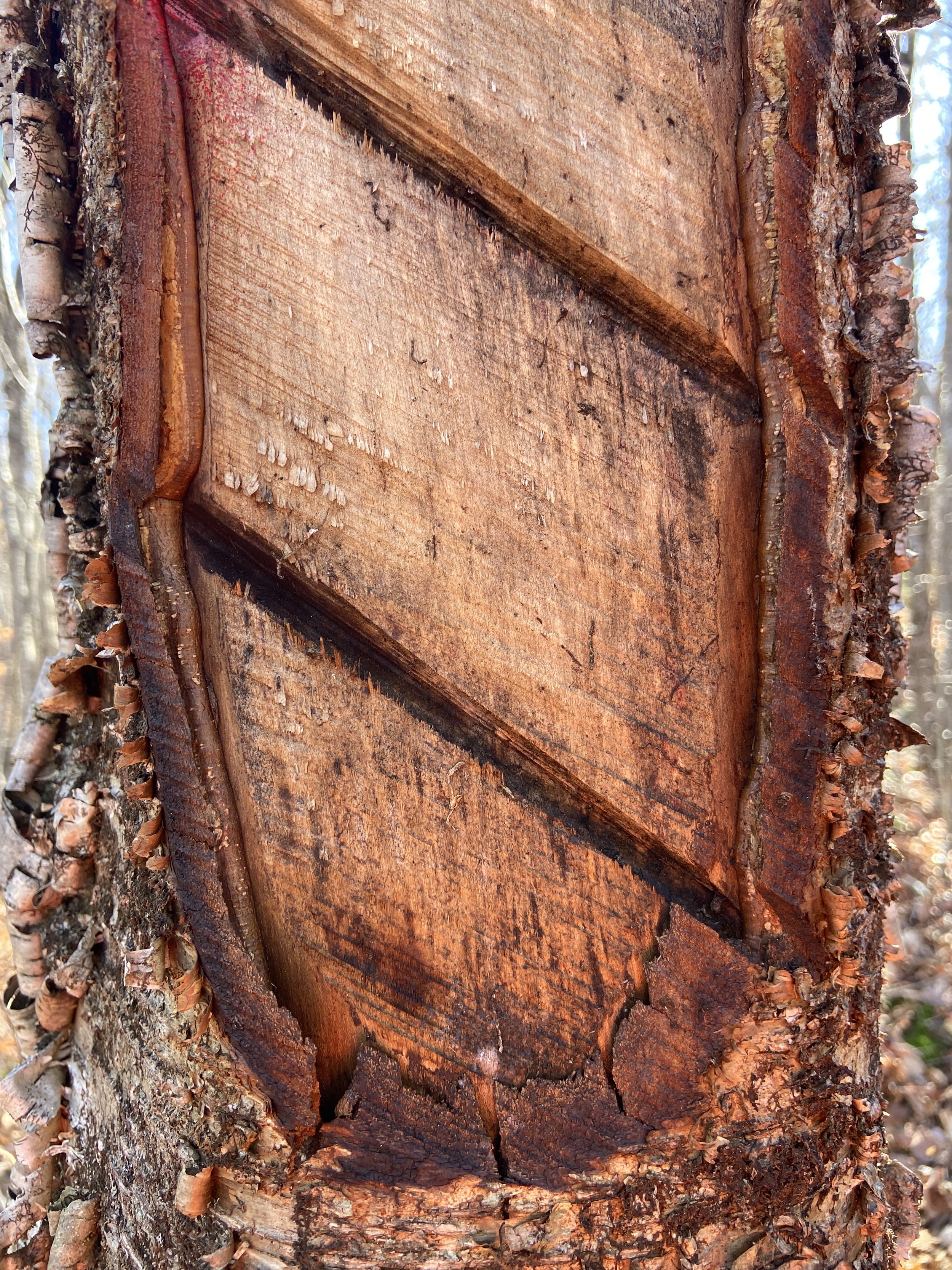 Yellow birch growth after one growing season. As you can see every kind of tree grows at a different rate.