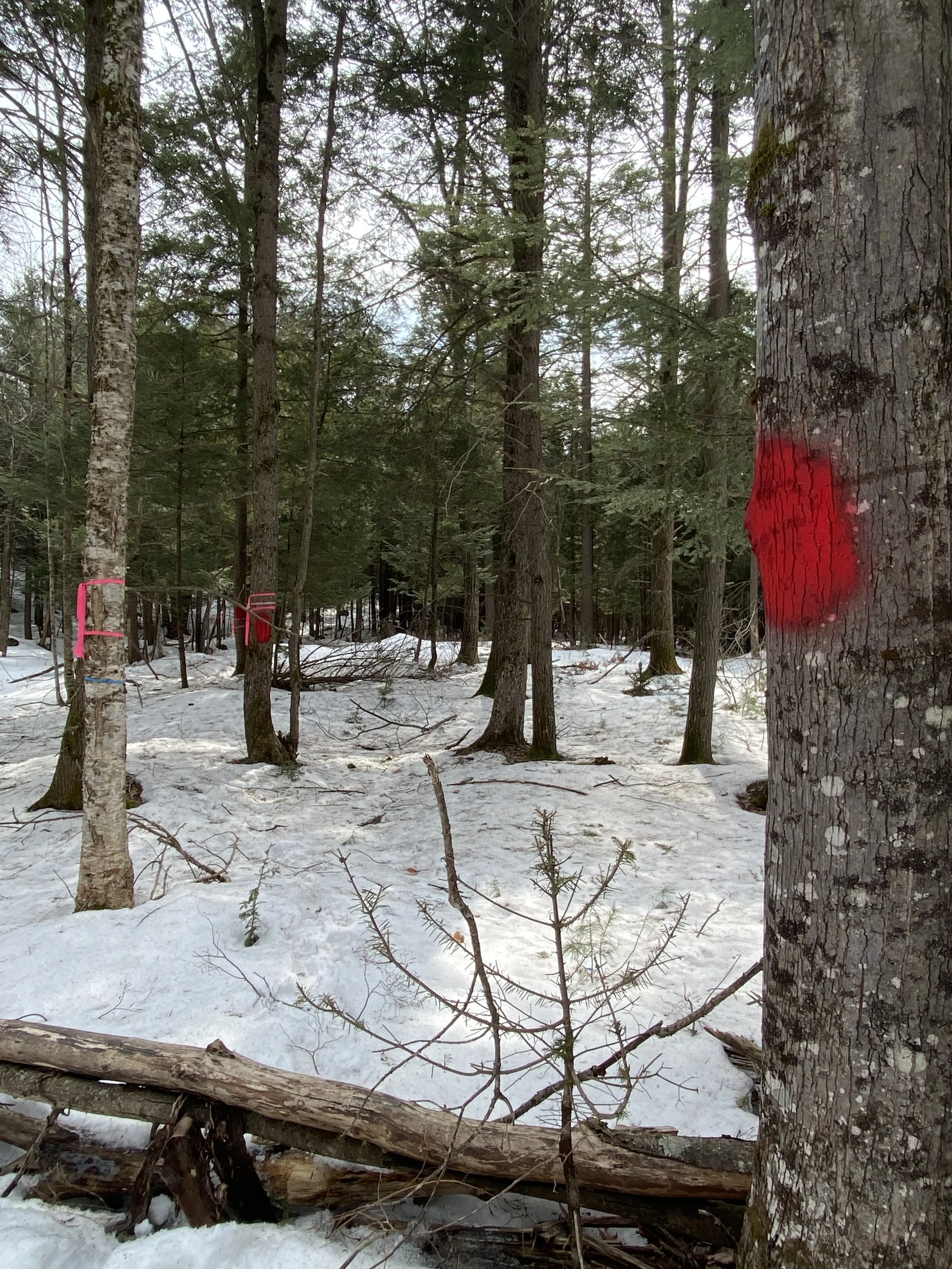 No Clearing of Downed Trees