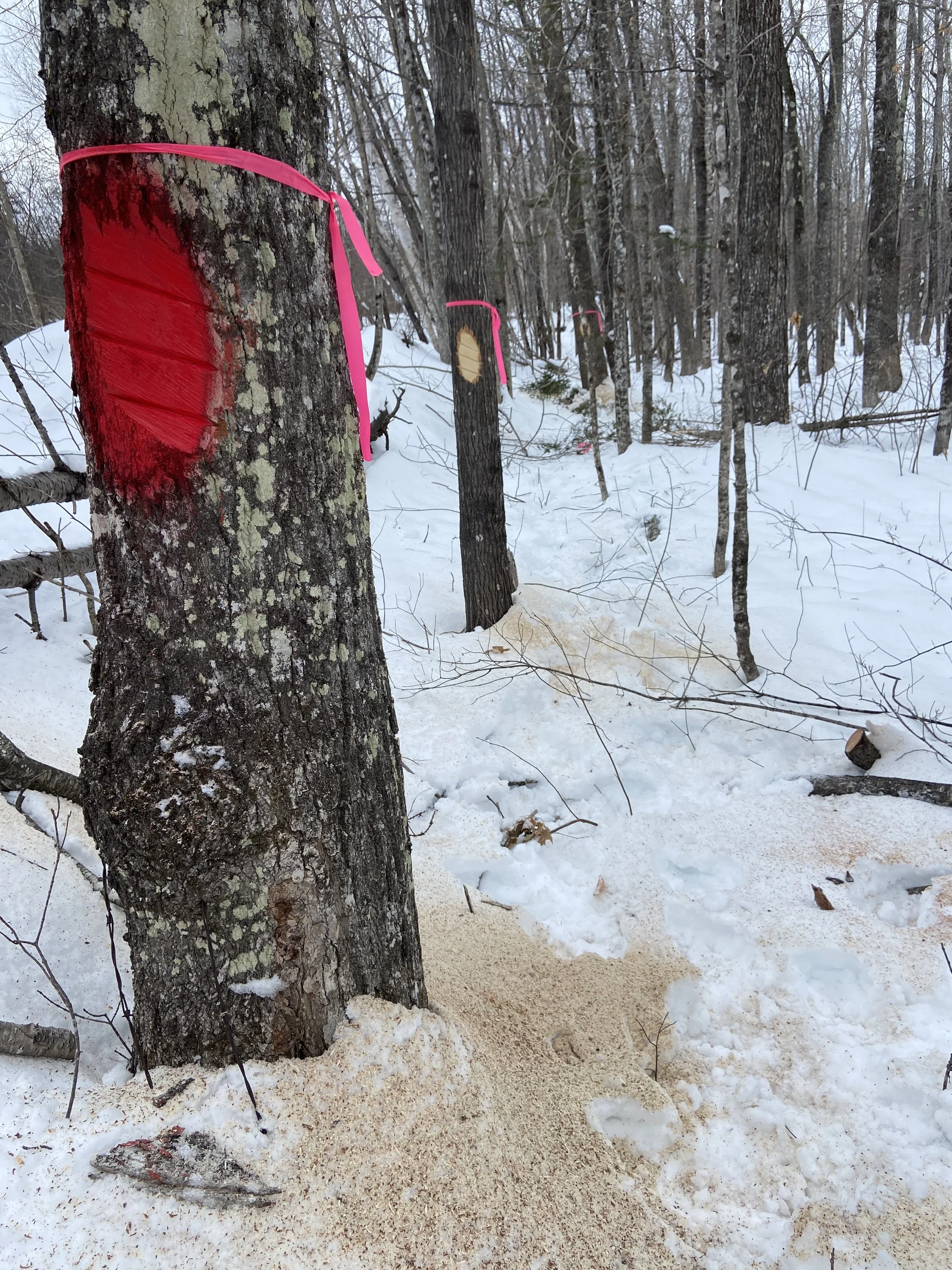 Boundary lines are blazed in accordance with property line flag layout.