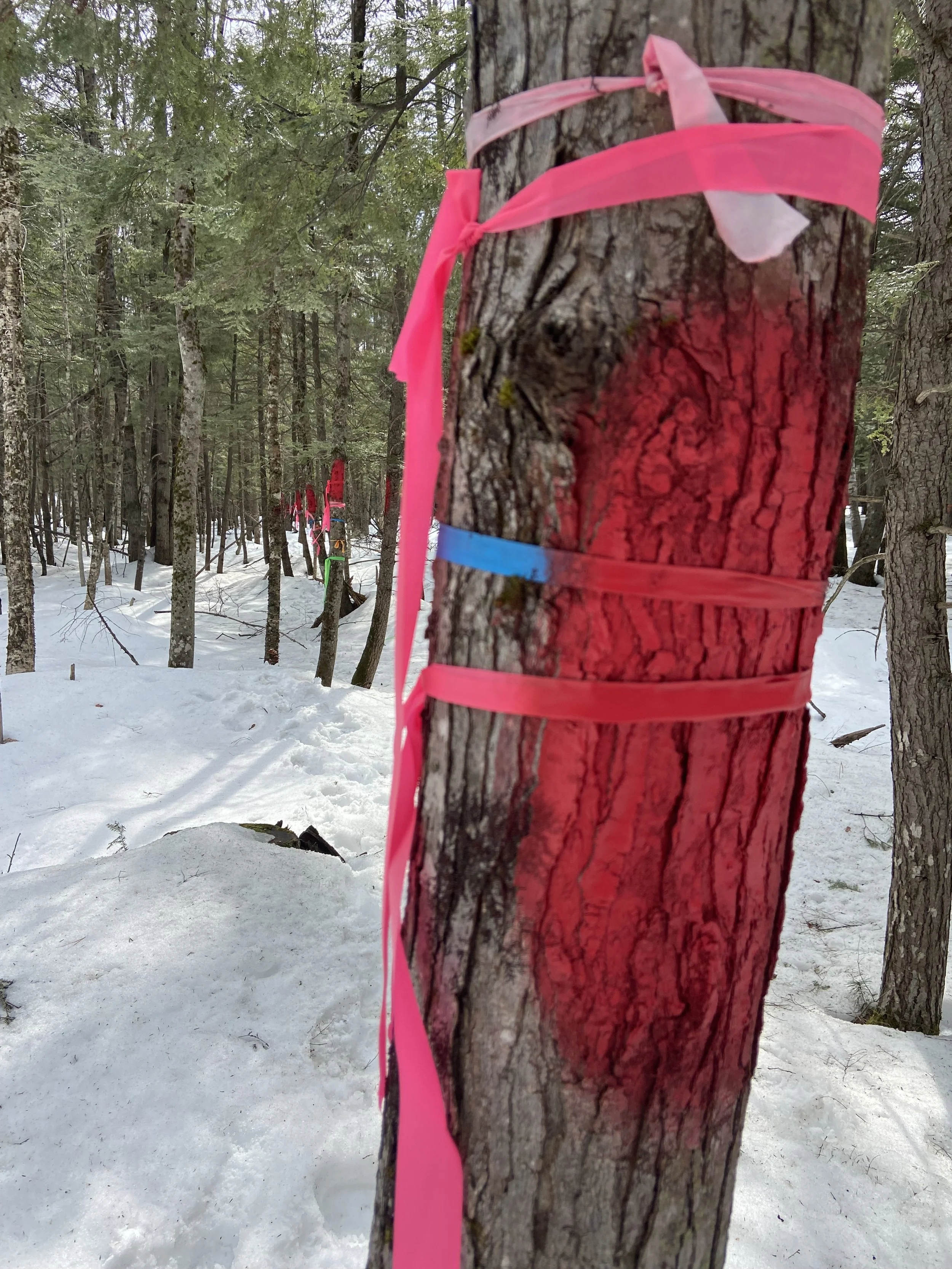 Clearly Visible Painted Property Line