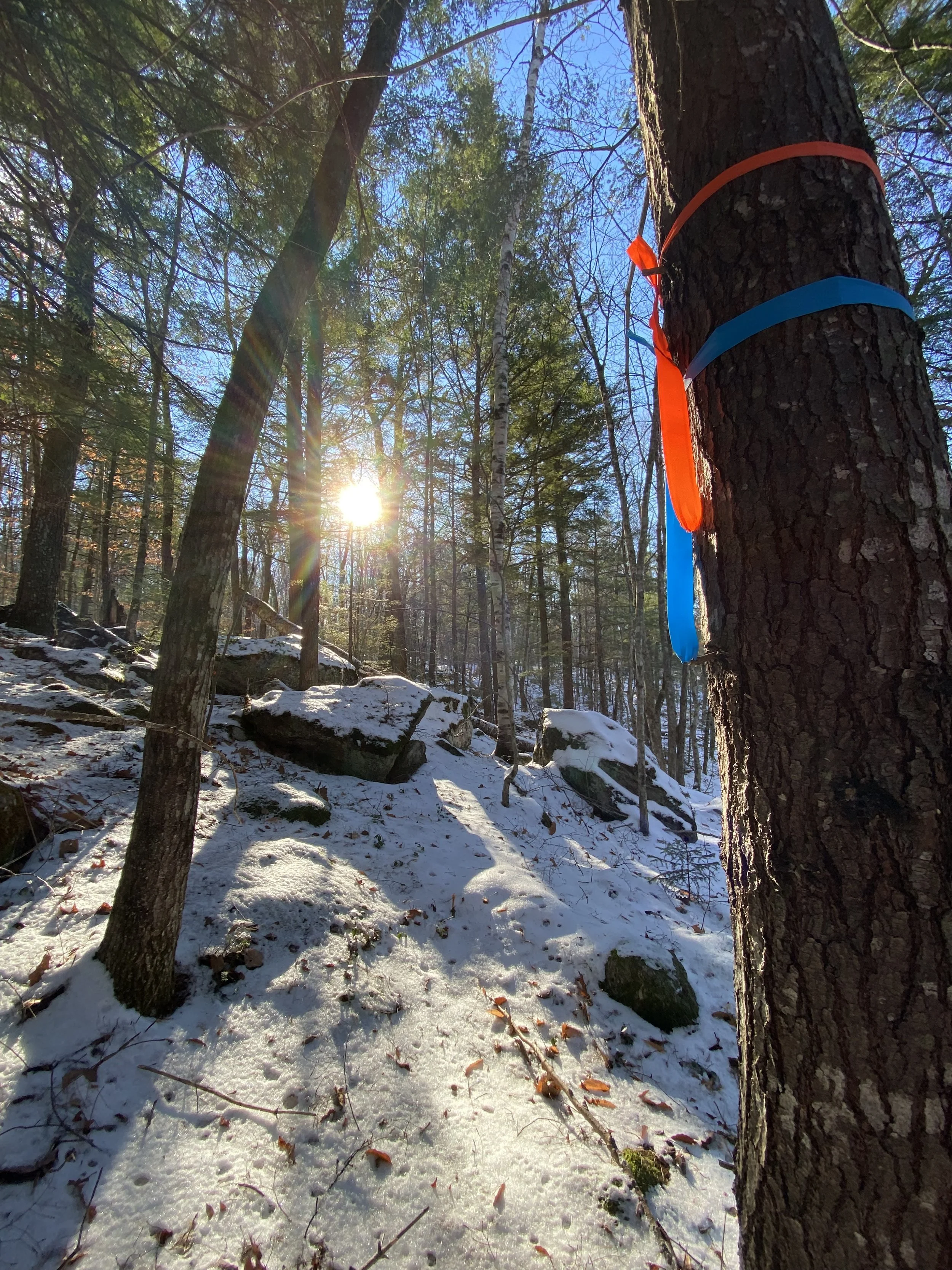 250' & 75' Zoned Waterbodies and Wetlands (Orange and Blue)