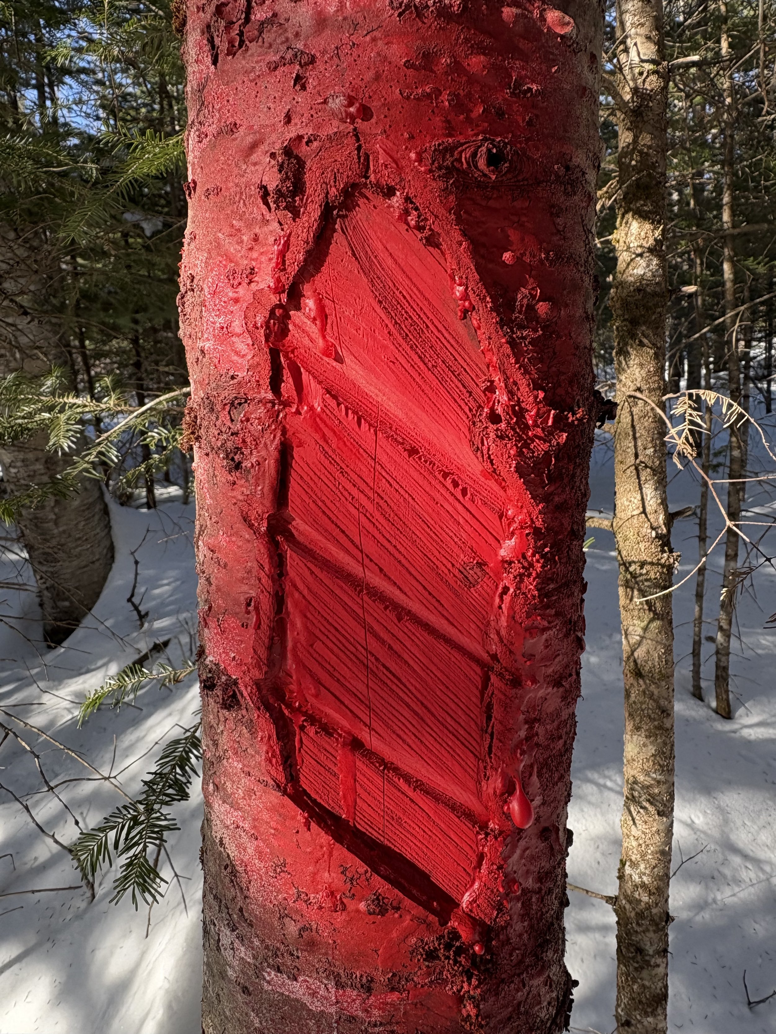First coat of paint covers all of blaze.