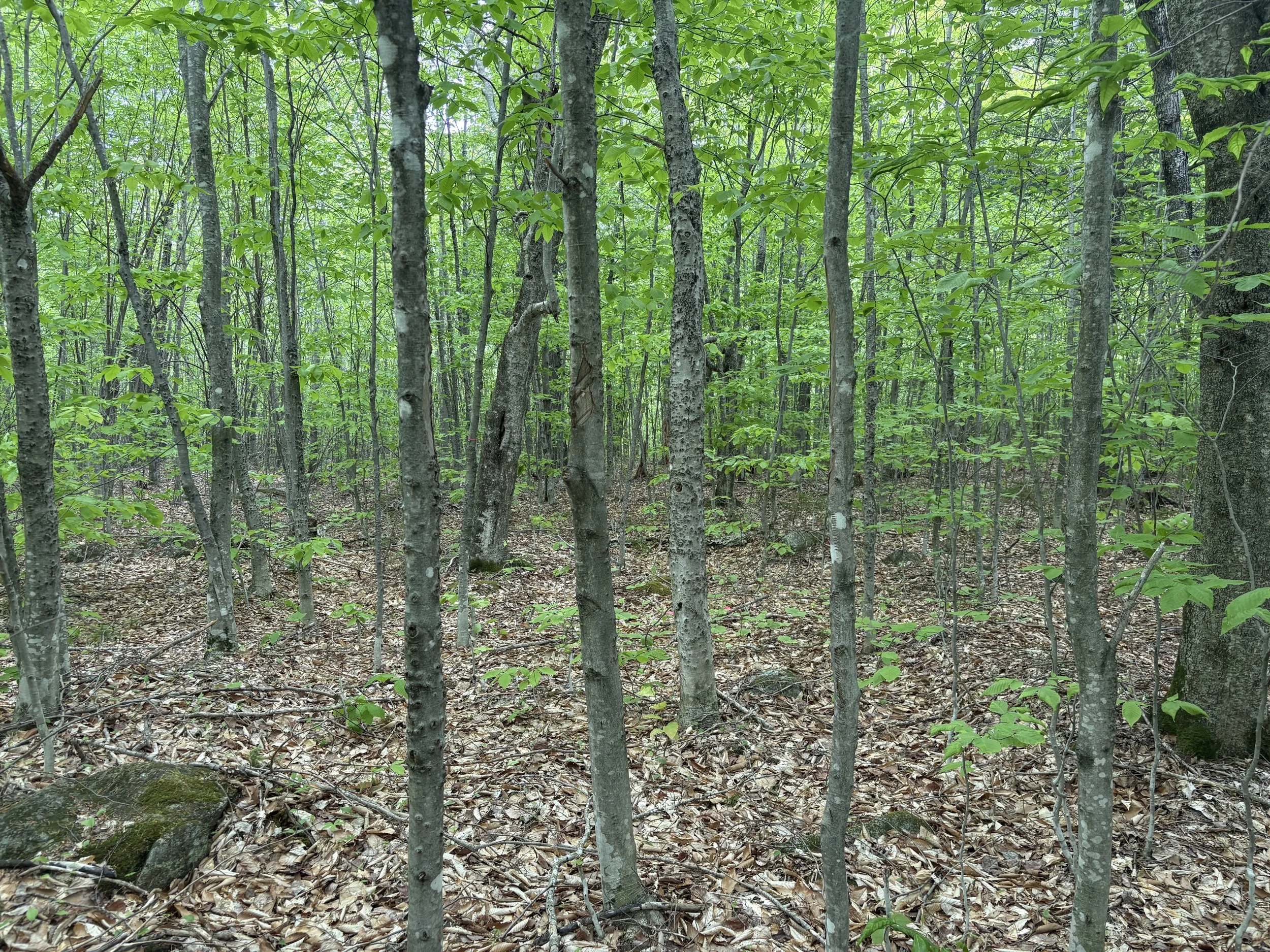 Dense young green forest with small trees and leafy ground cover showing the difficult identification of a line without blazes and paint every 8-10 years.