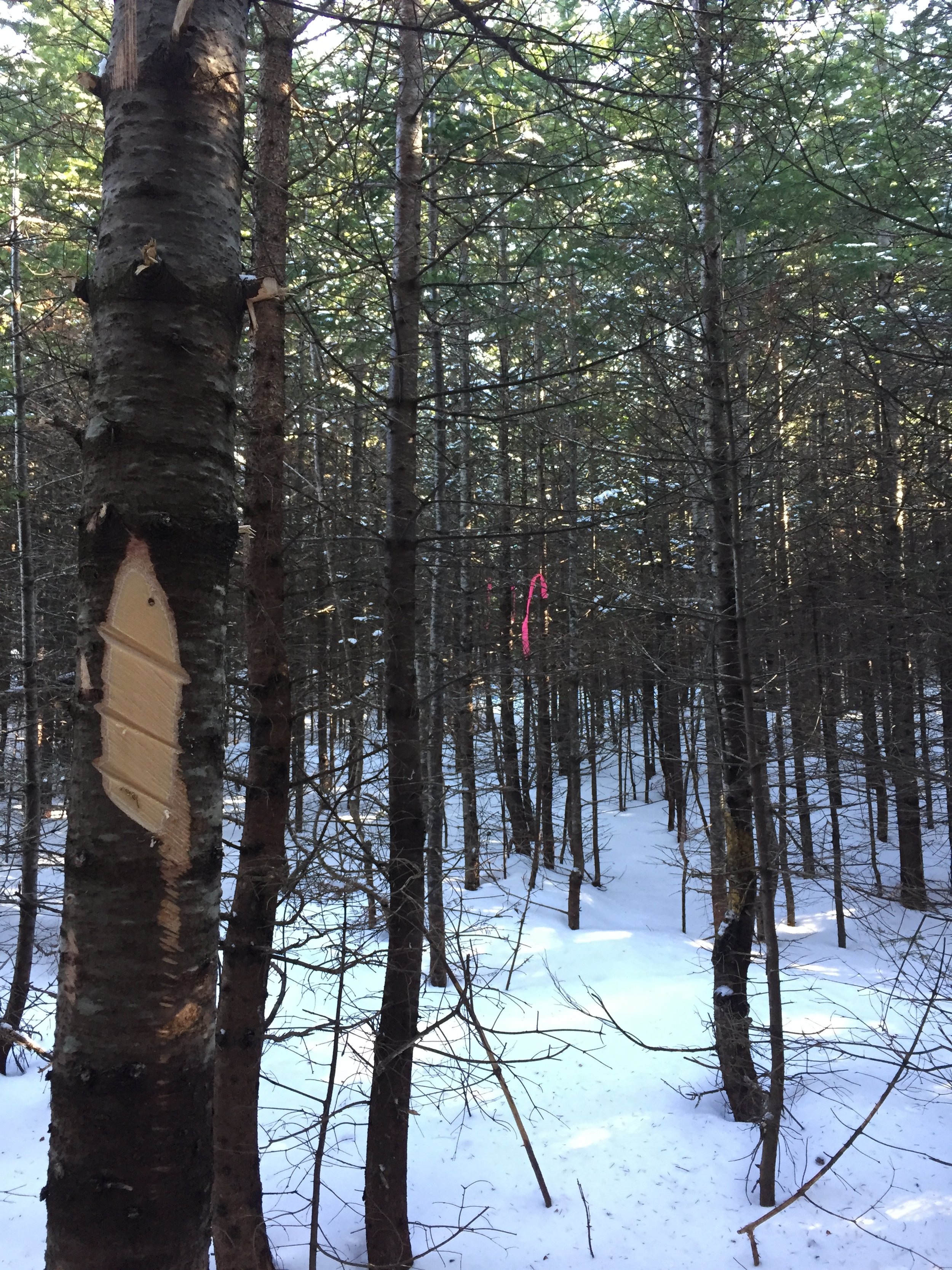 Boundary Line Clearing Before...