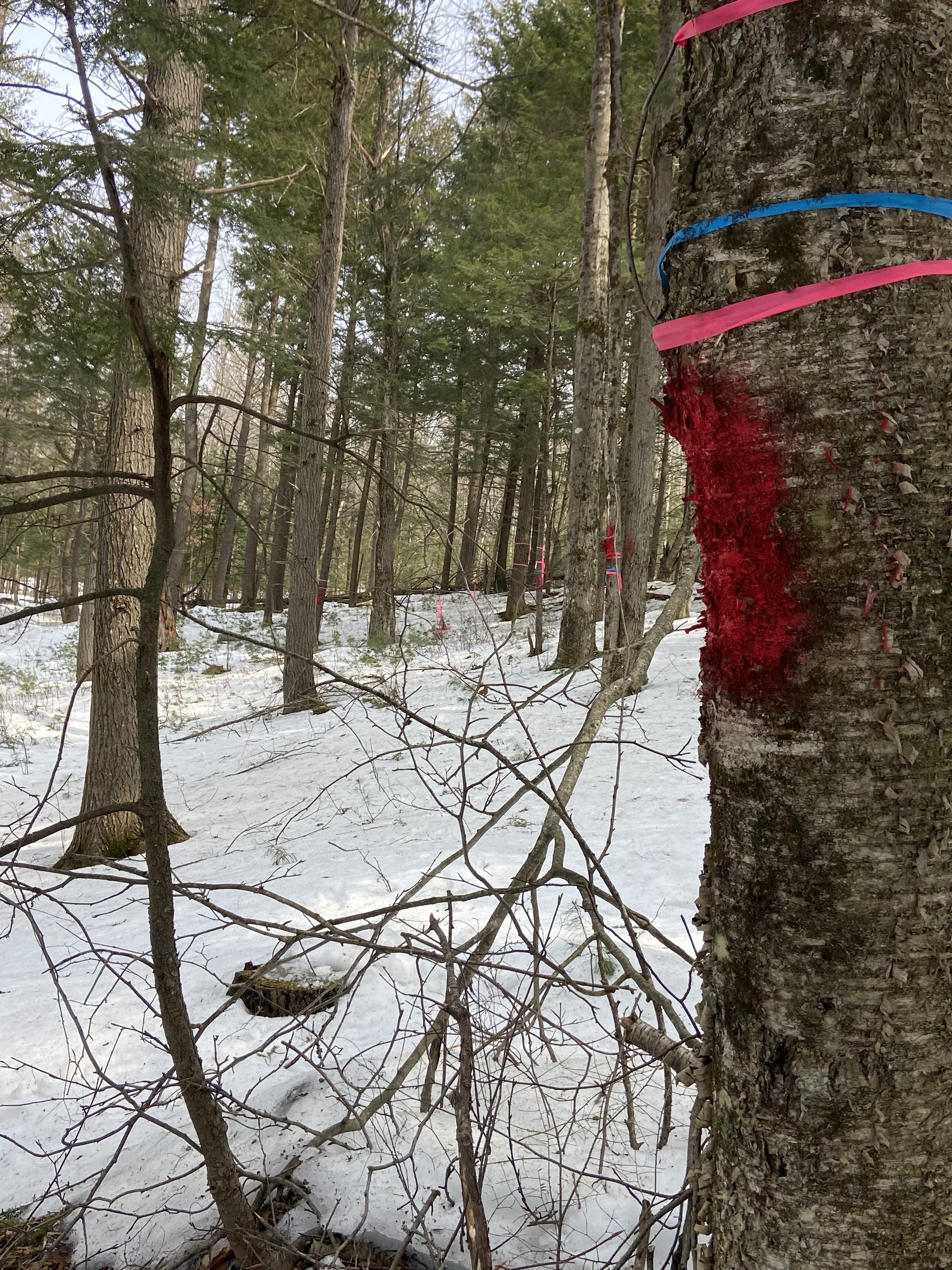 No Clearing of Overhanging Brush