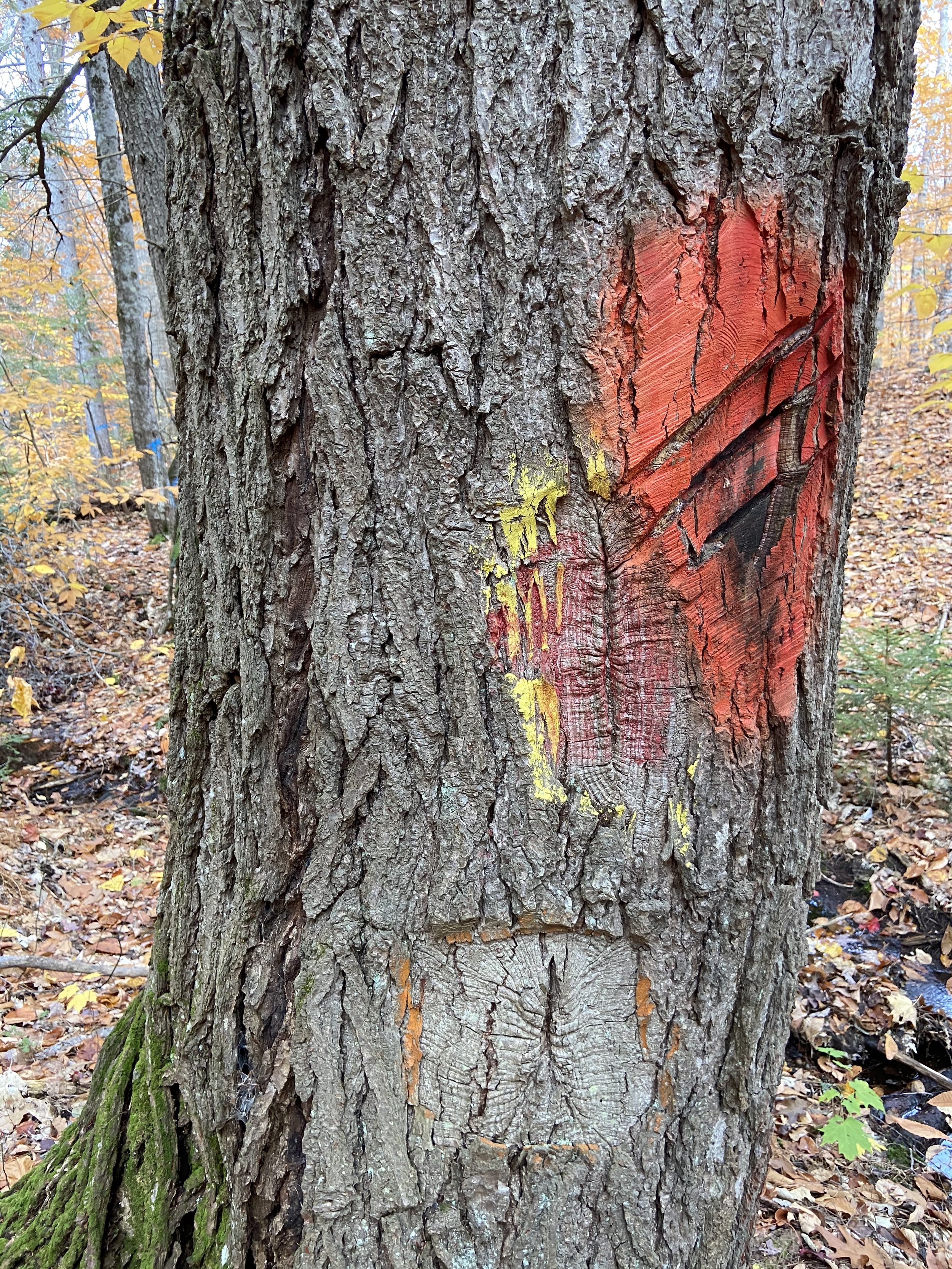 Multiple Old Centerline Blazes on Tree