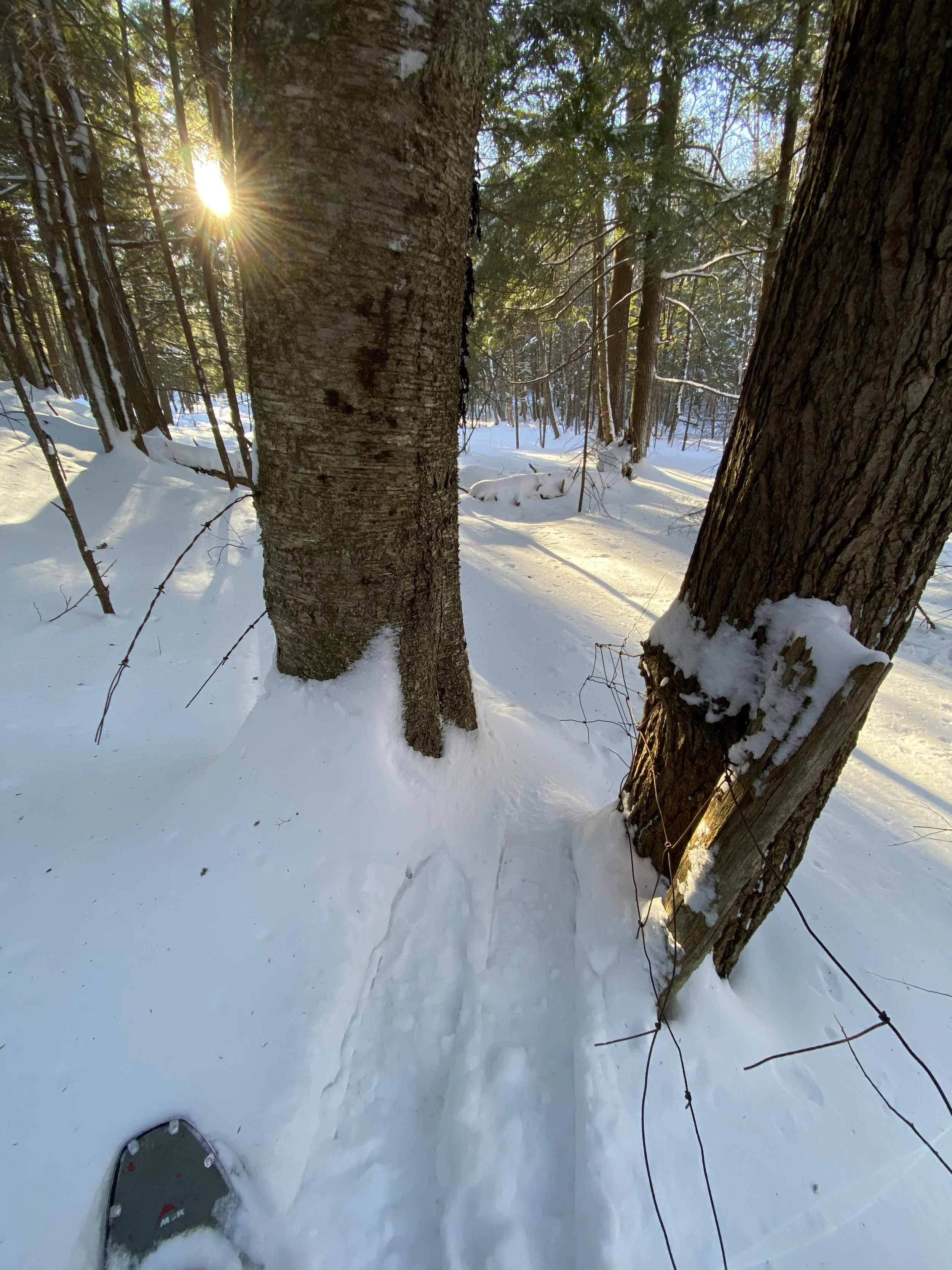 Old Barbed Wire Fencing in Trees
