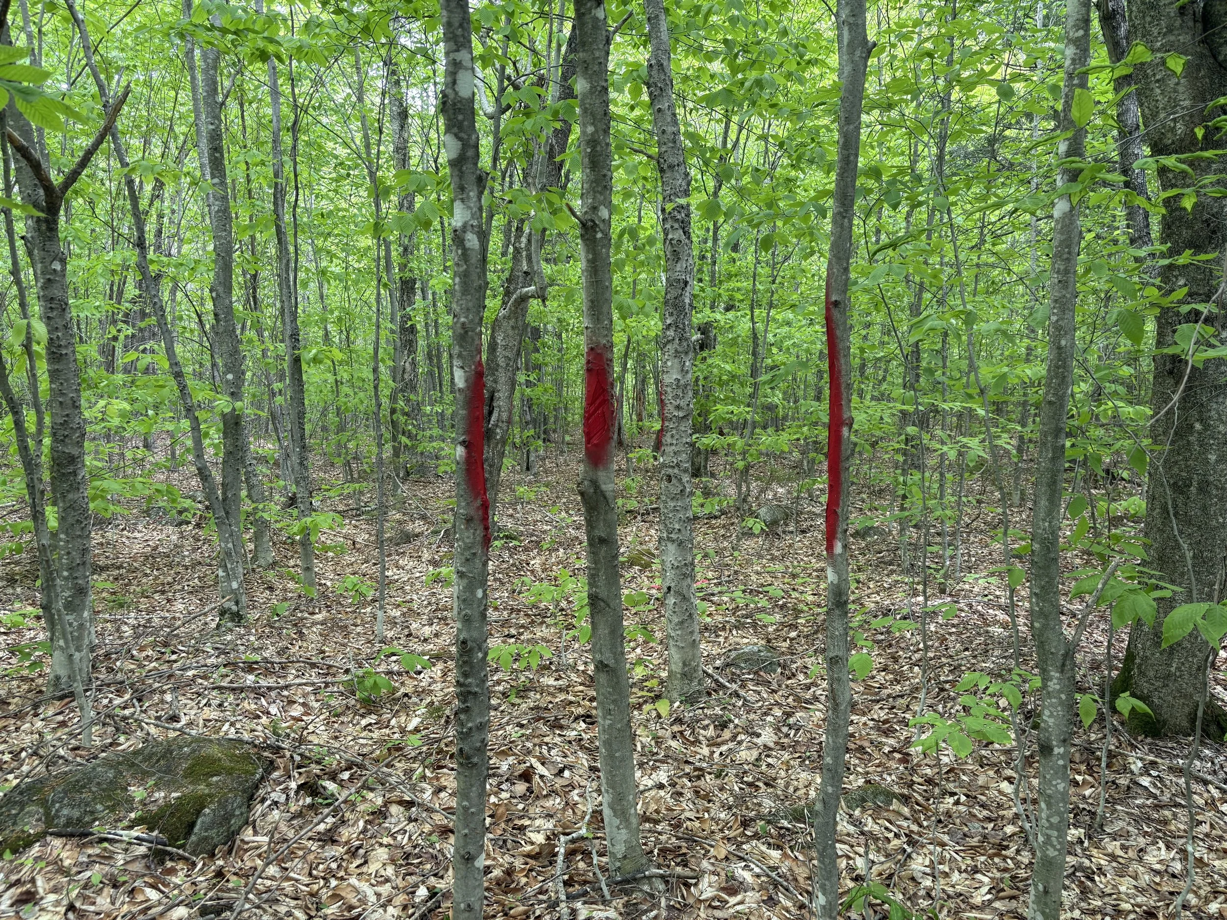A dense young hardwood forest with an easily spottable boundary line in red paint, fallen leaves on the ground, and green foliage overhead.