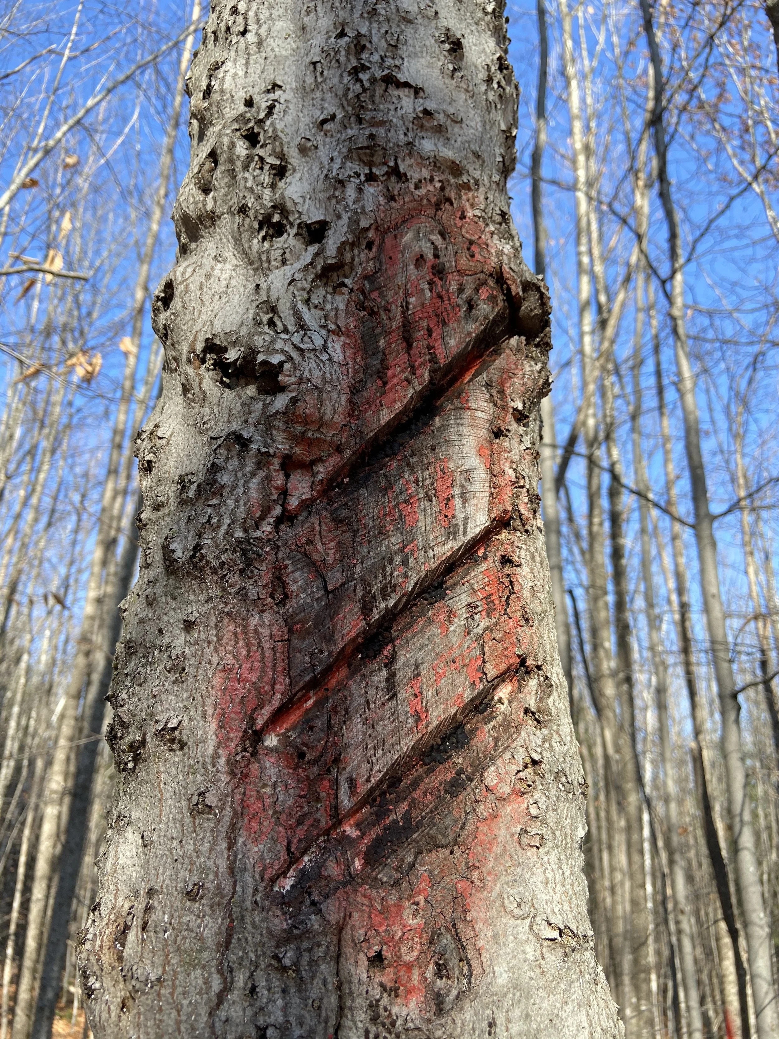 Even professional grade paint does not last forever. (Longevity is about eight years.) 