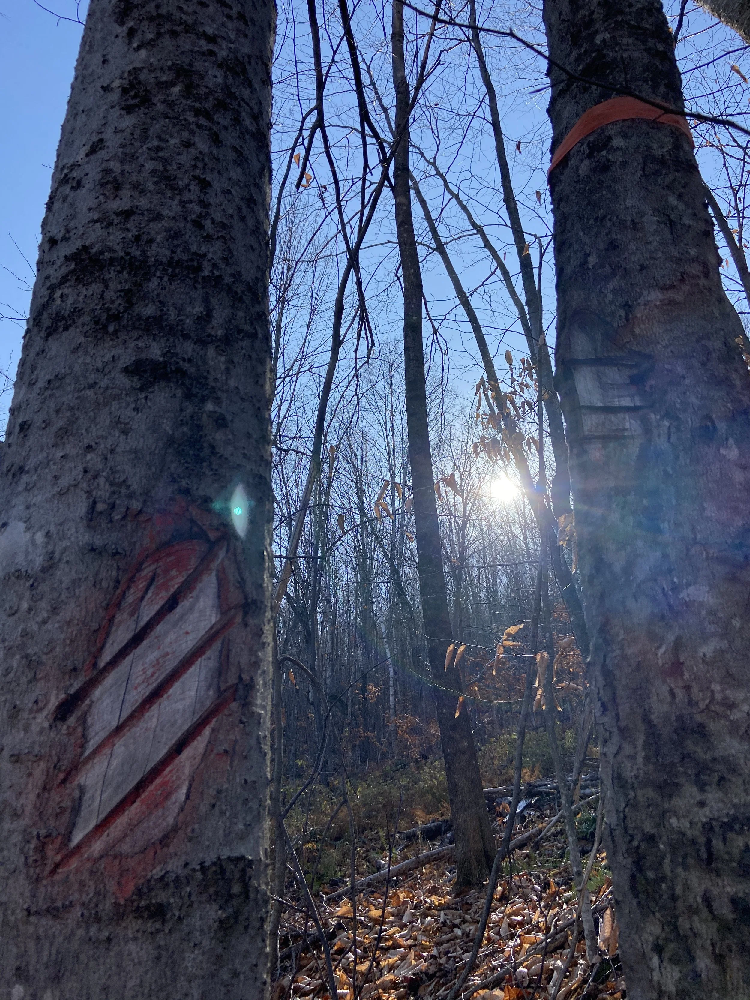 Identify Previously Painted Blazes (Painted six-ten years ago)