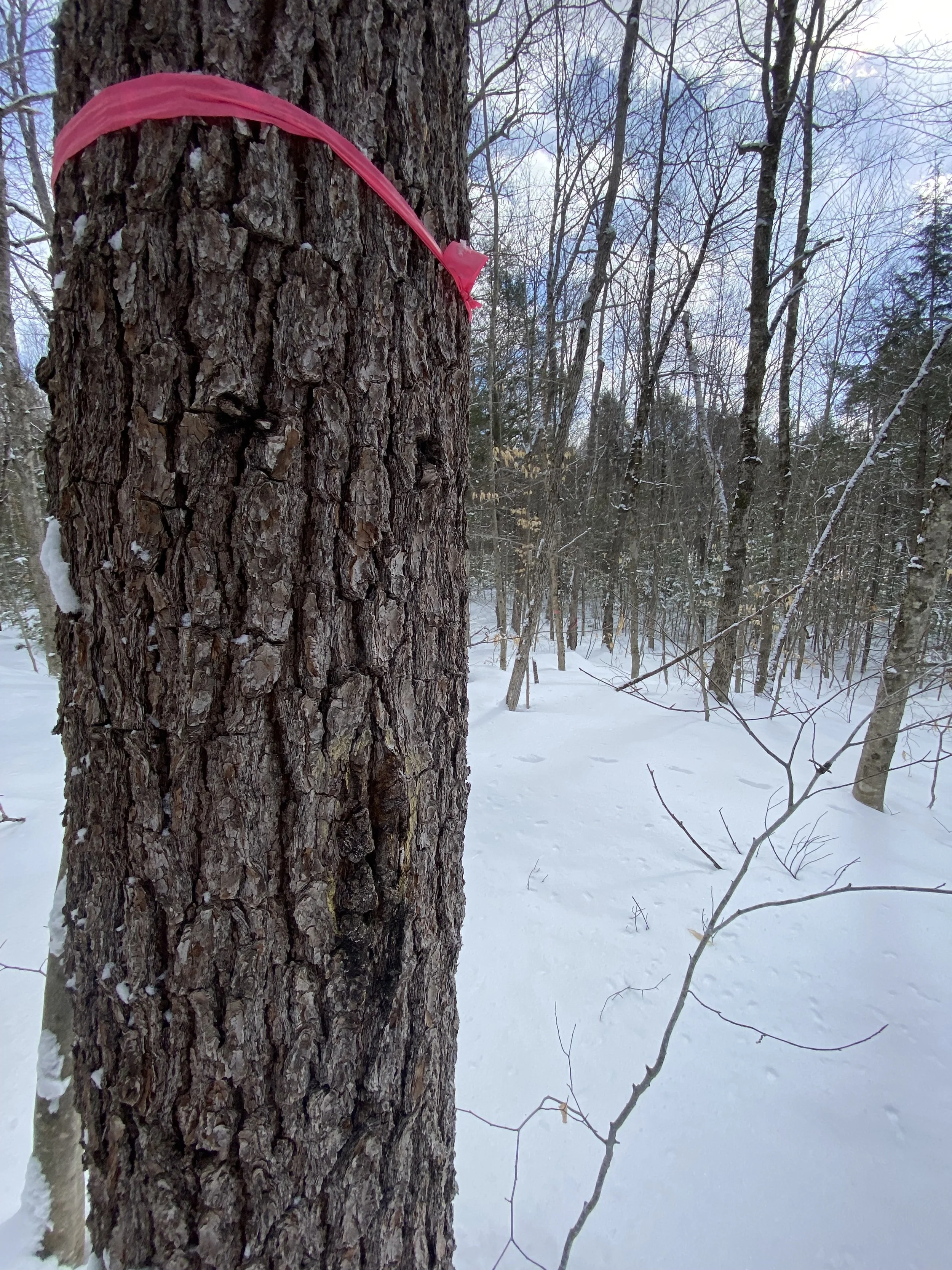 Observe Property Line Work Previously Flagged