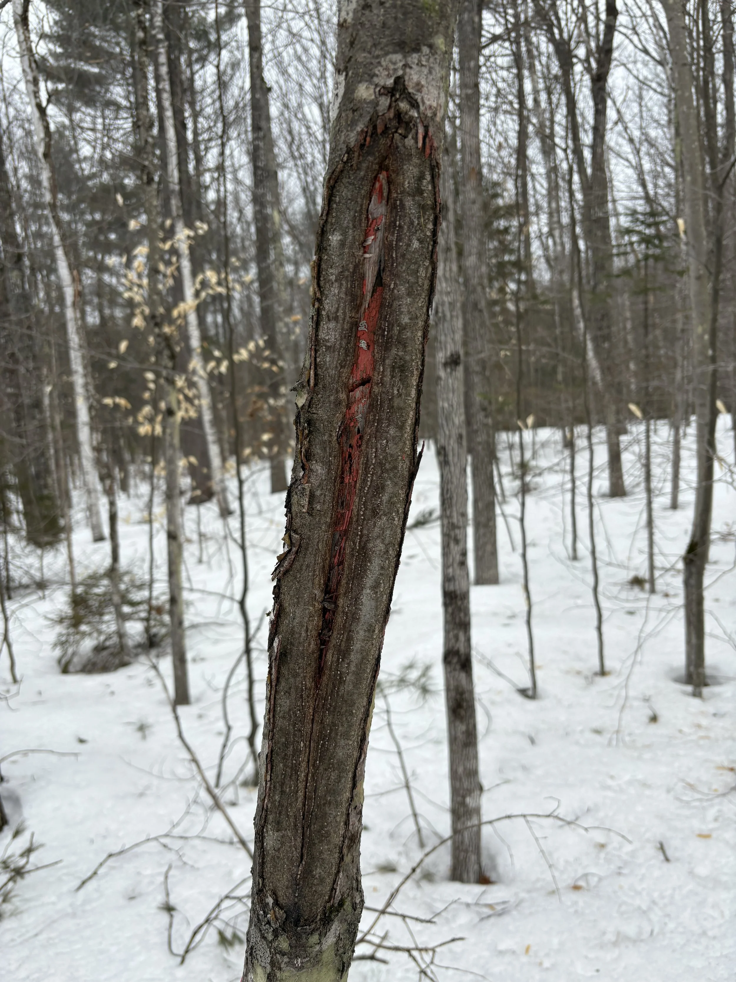A close-up of a small three inch tree in the process of healing over after being blazed eight years prior to the picture being taken. Red paint and the diagonal hashes made into the blaze from an axe are still visible.