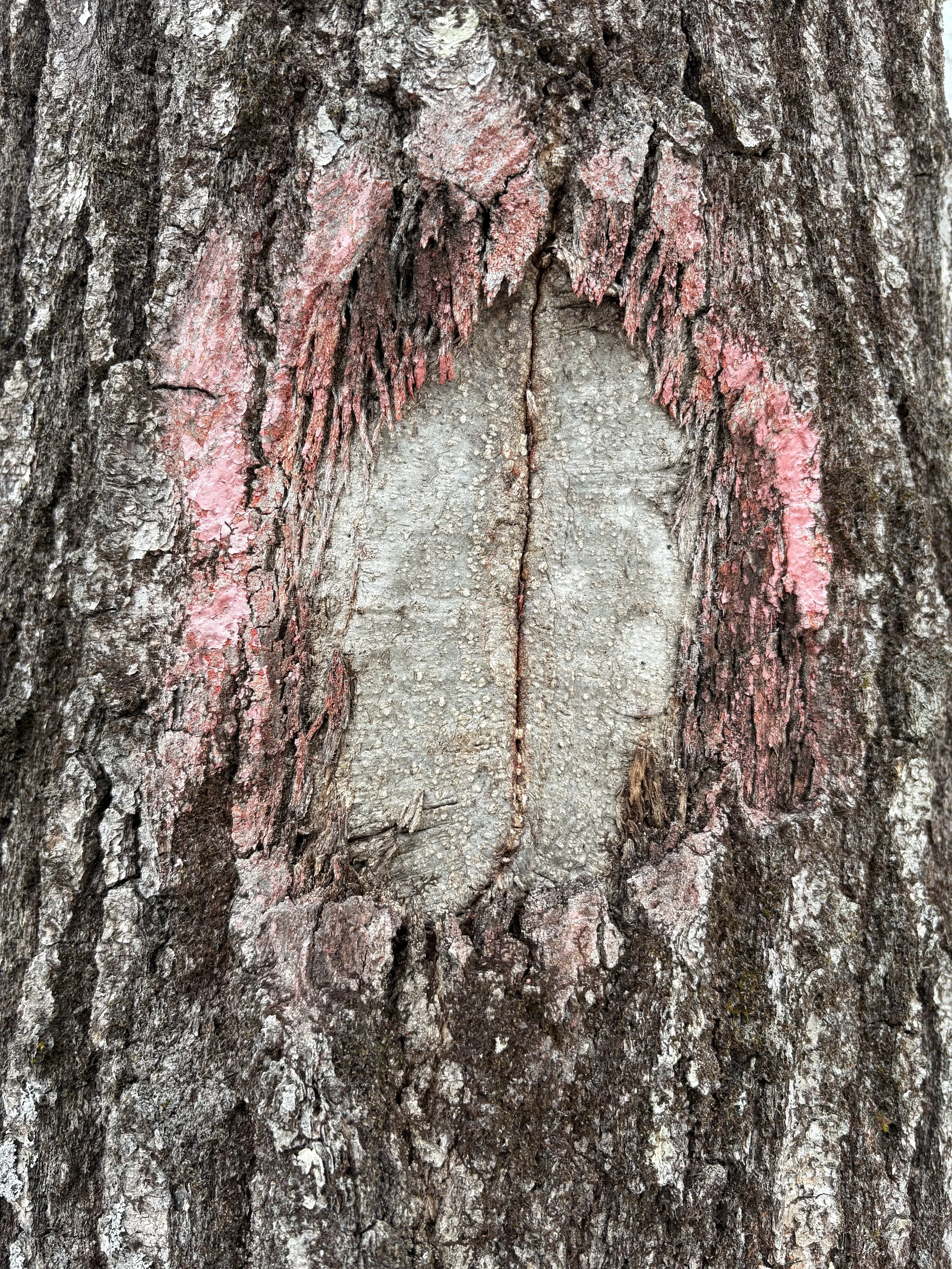 Close-up of northern red oak tree blazed eight years prior to picture being taken. Red paint remains just barely around the bark. Blaze is completely healed over as if to be a zipper top to bottom over what use to be a blaze.