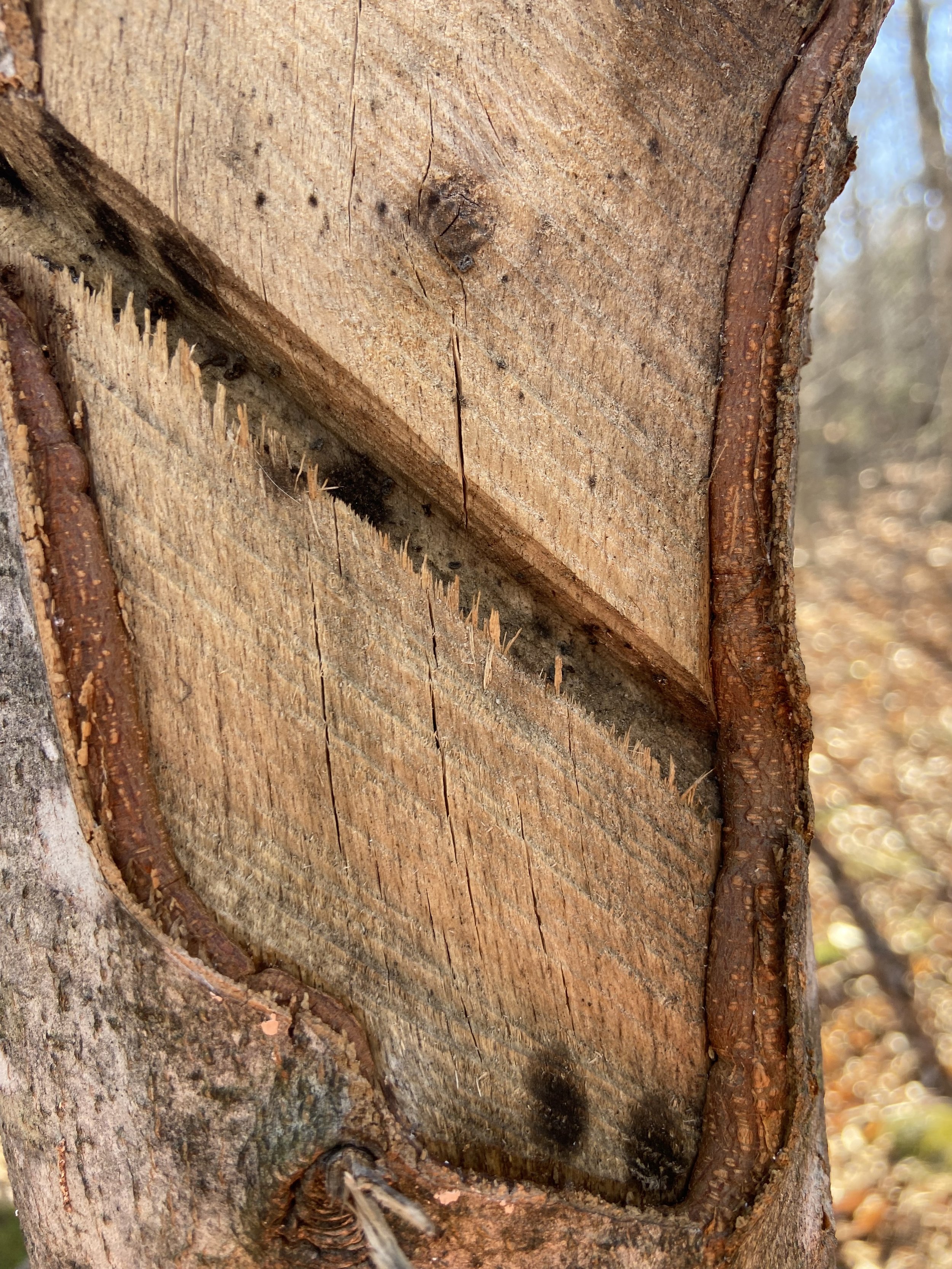 A closer look reveals about a quarter of an inch to a half inch of bark growth rounding in over the blaze.