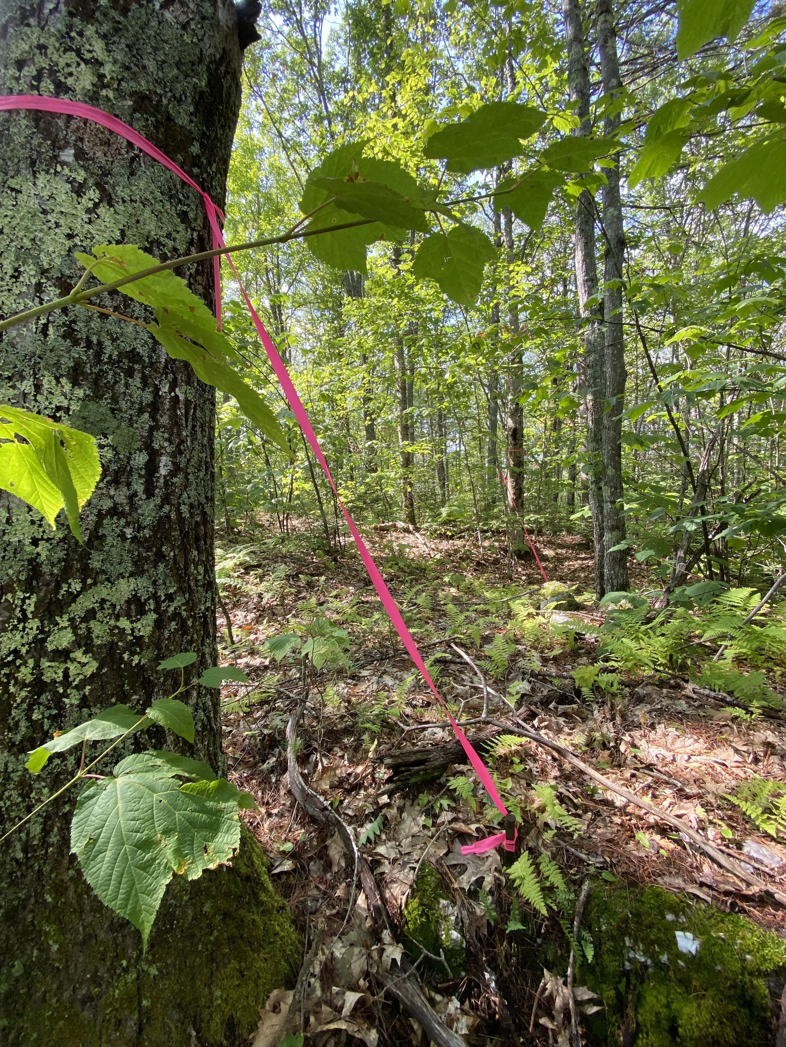 Iron Stakes Referencing Property Line