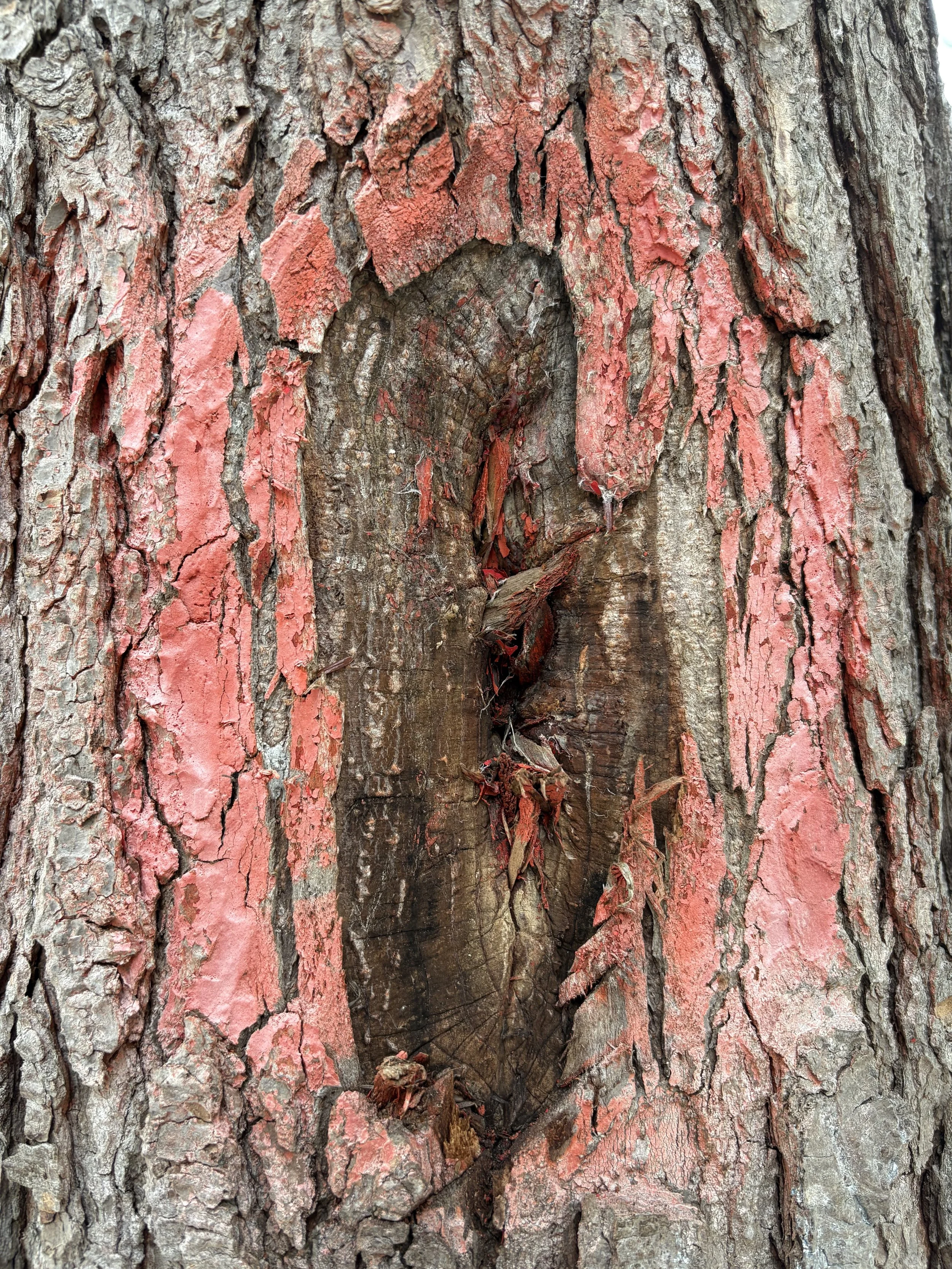 Close-up of hemlock tree blazed eight years prior to the picture being taken. Red paint remains to be seen on the bark and where the three diagonal hashes were is all closed over as the tree heals itself.