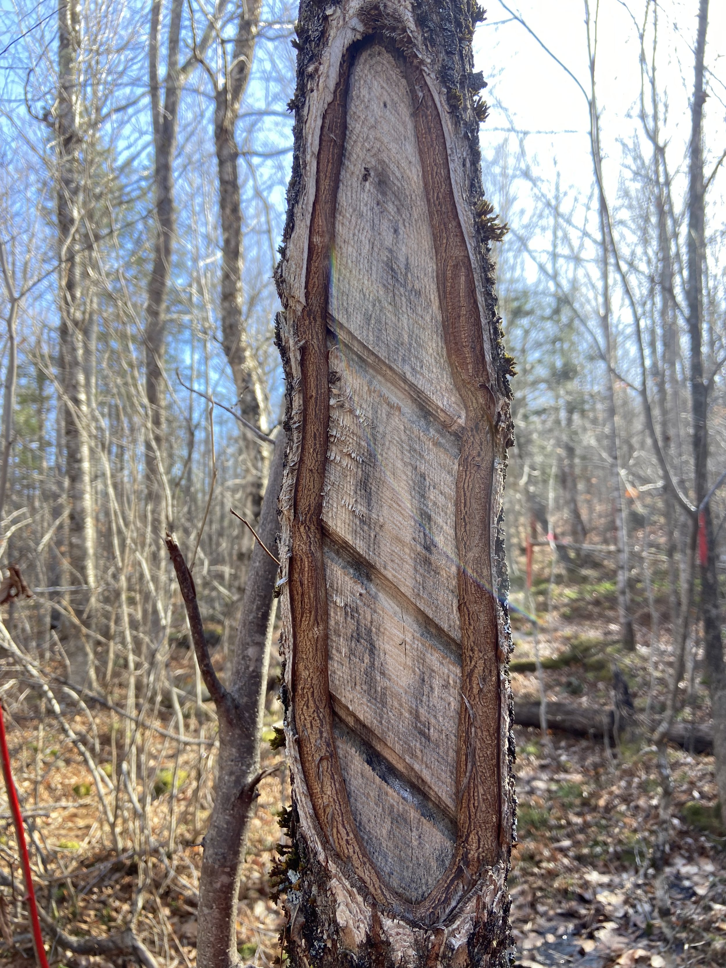 Rapid tree growth is observed on this white ash.