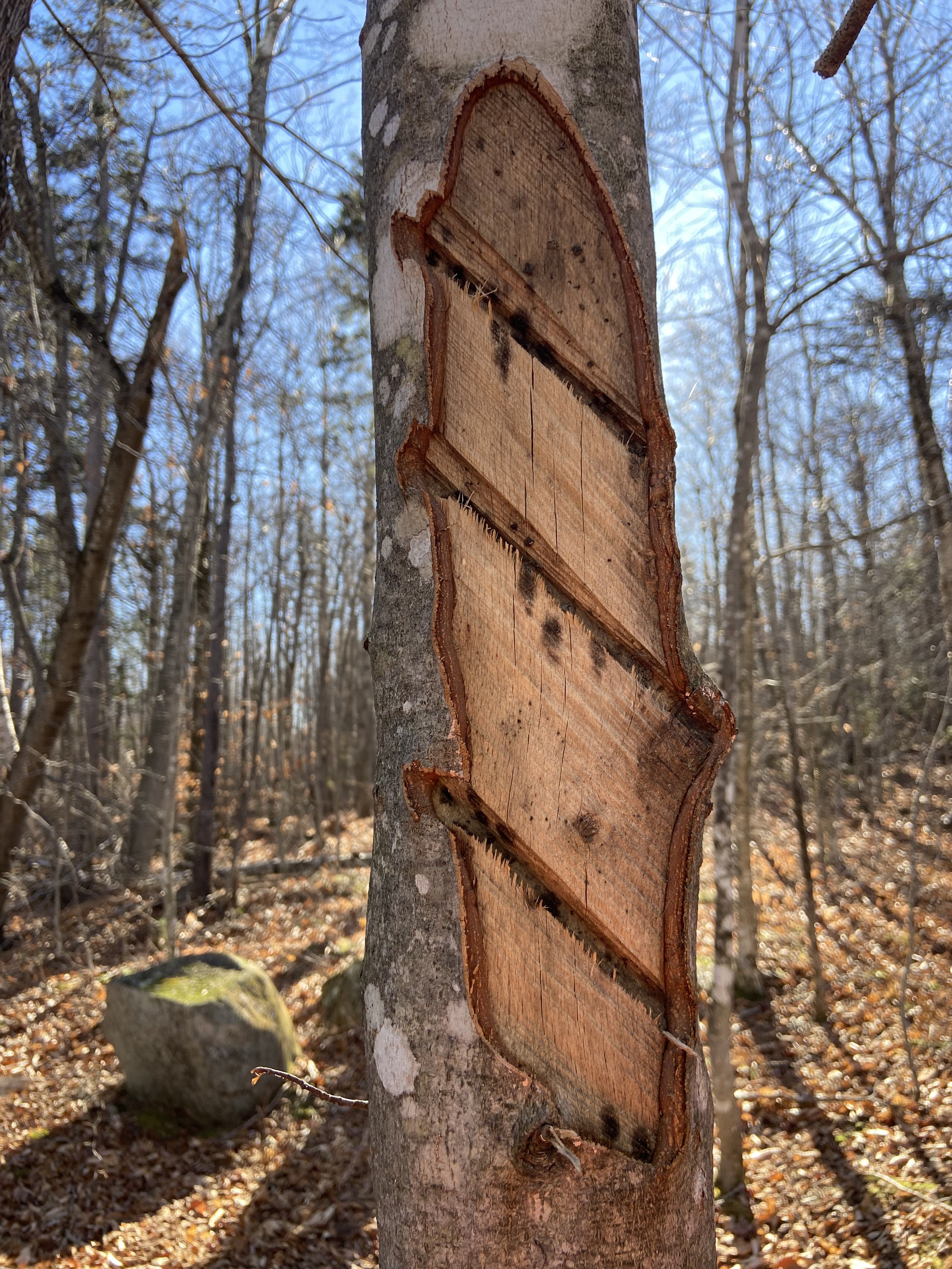 Beech tree growth after one growing season or one full year.