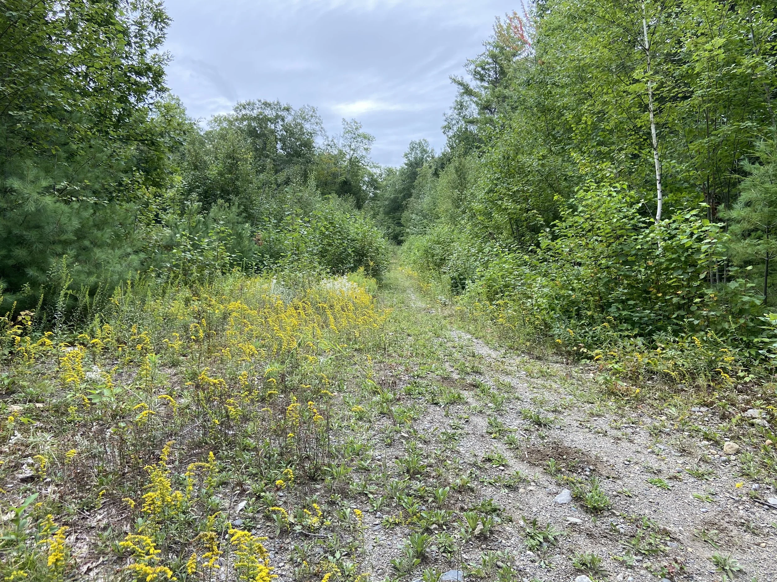 Weedwack around tree growth too tall for zero turn.