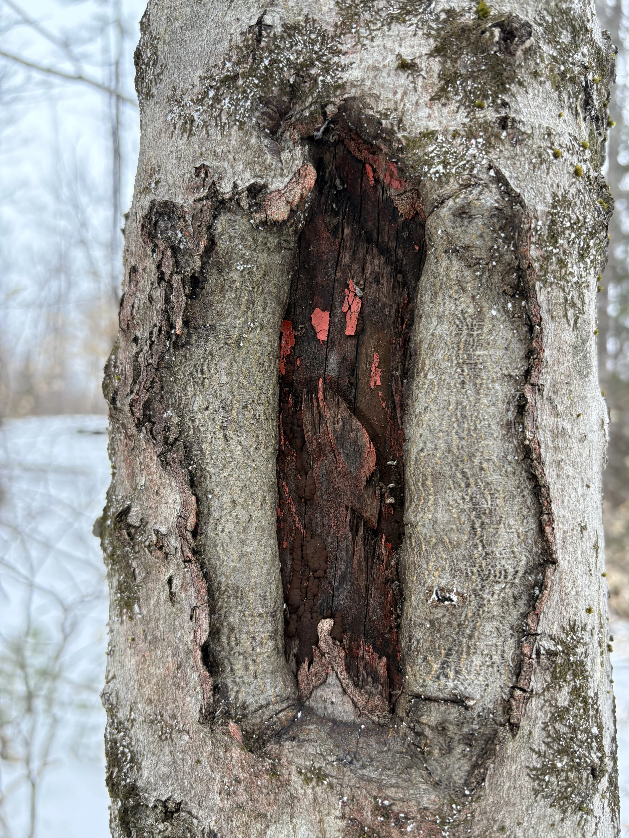 Close-up of a blaze made on an American beech tree. Very little to no paint at all remains.  The blaze is growing a lot slower than a hemlock or oak. All three hashes are clearly seen having been made by an axe eight years prior.