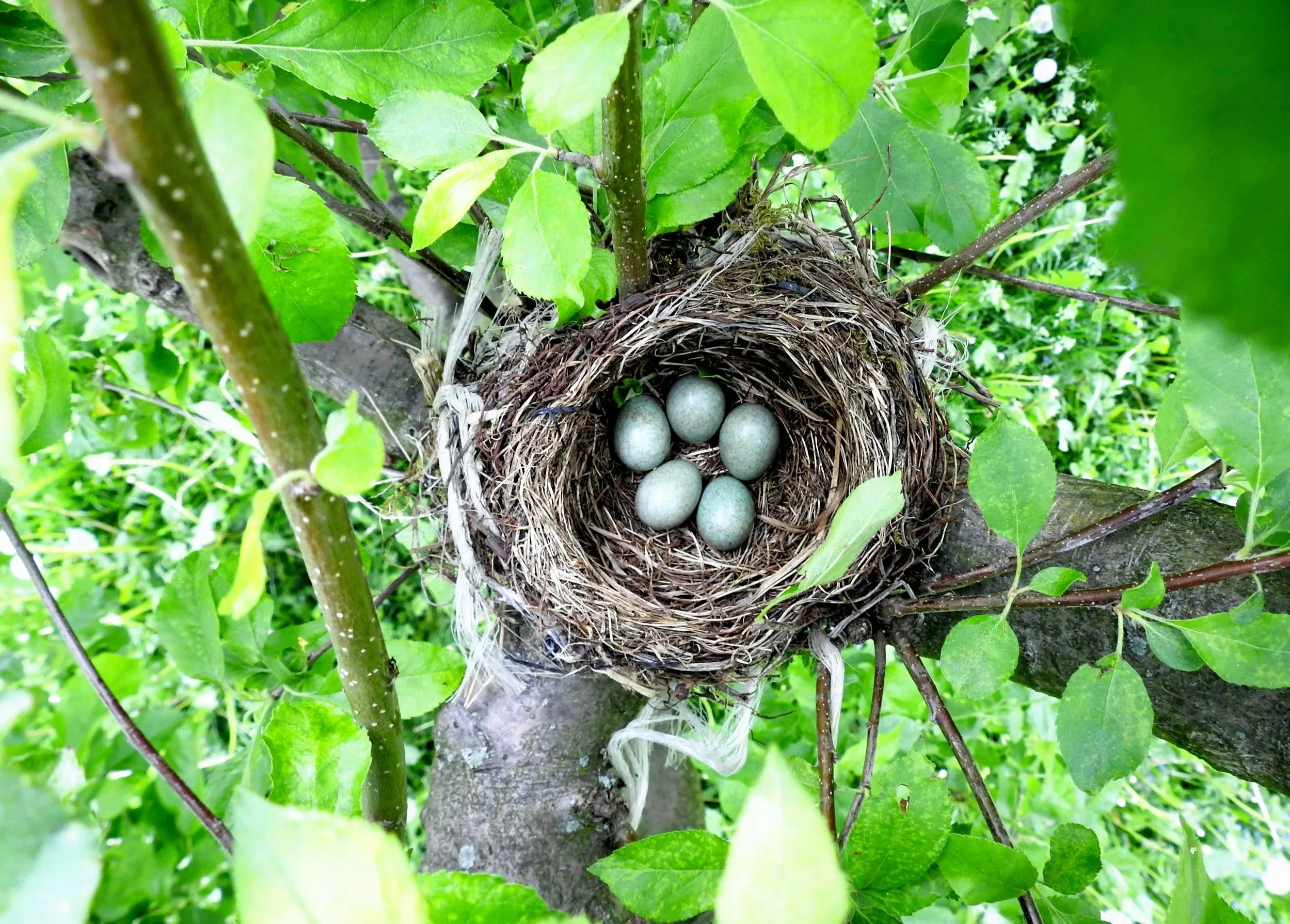 Bird Nest in the Sacred Chi Tree