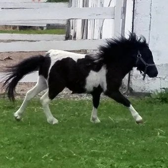Equine communication