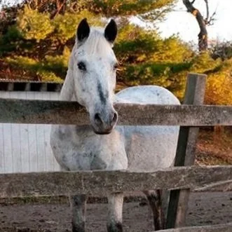 Communication with horses