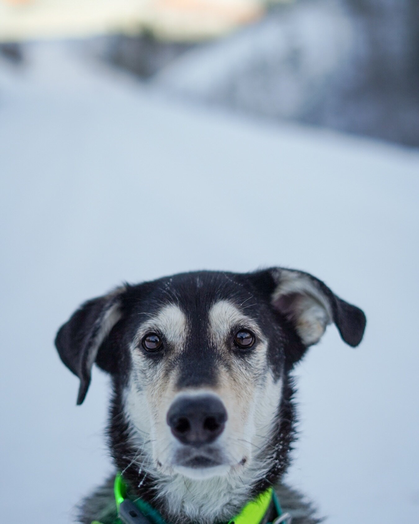 We weren&rsquo;t ready to say goodbye, but our really good friend Gus told his family it was time this weekend. We love every ounce of joy, every over the top kiss given to your many girlfriends, every time you pushed karma into the backs of my knees