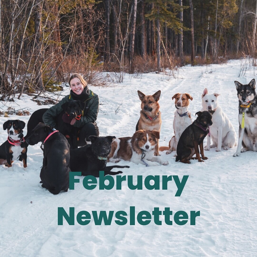 Yahoo! Britt has gotten herself together and put out another newsletter! This one has more than just some ho him vacation days - we have some whitehorse dog scene news and some eveeeents coming up! Take a look at it via our link in bio 🐶
#tailsofyuk